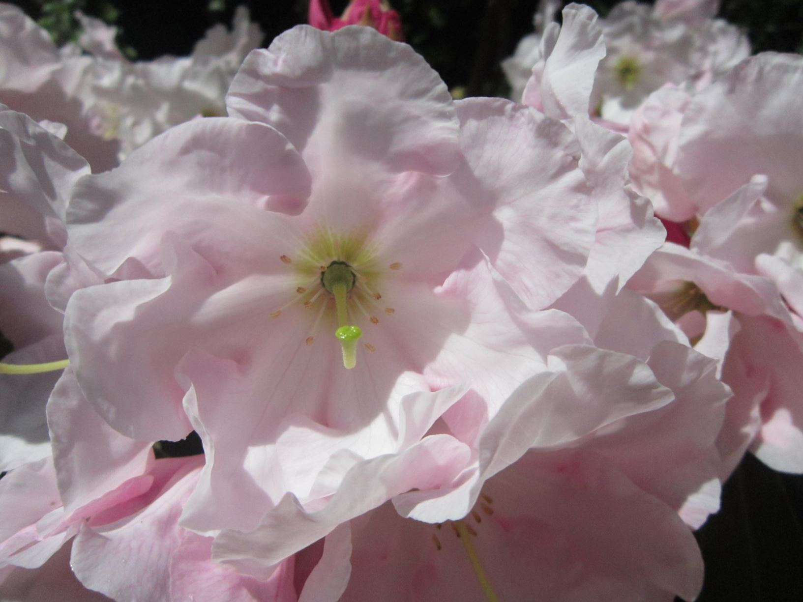Rhododendron 'Lalique'
