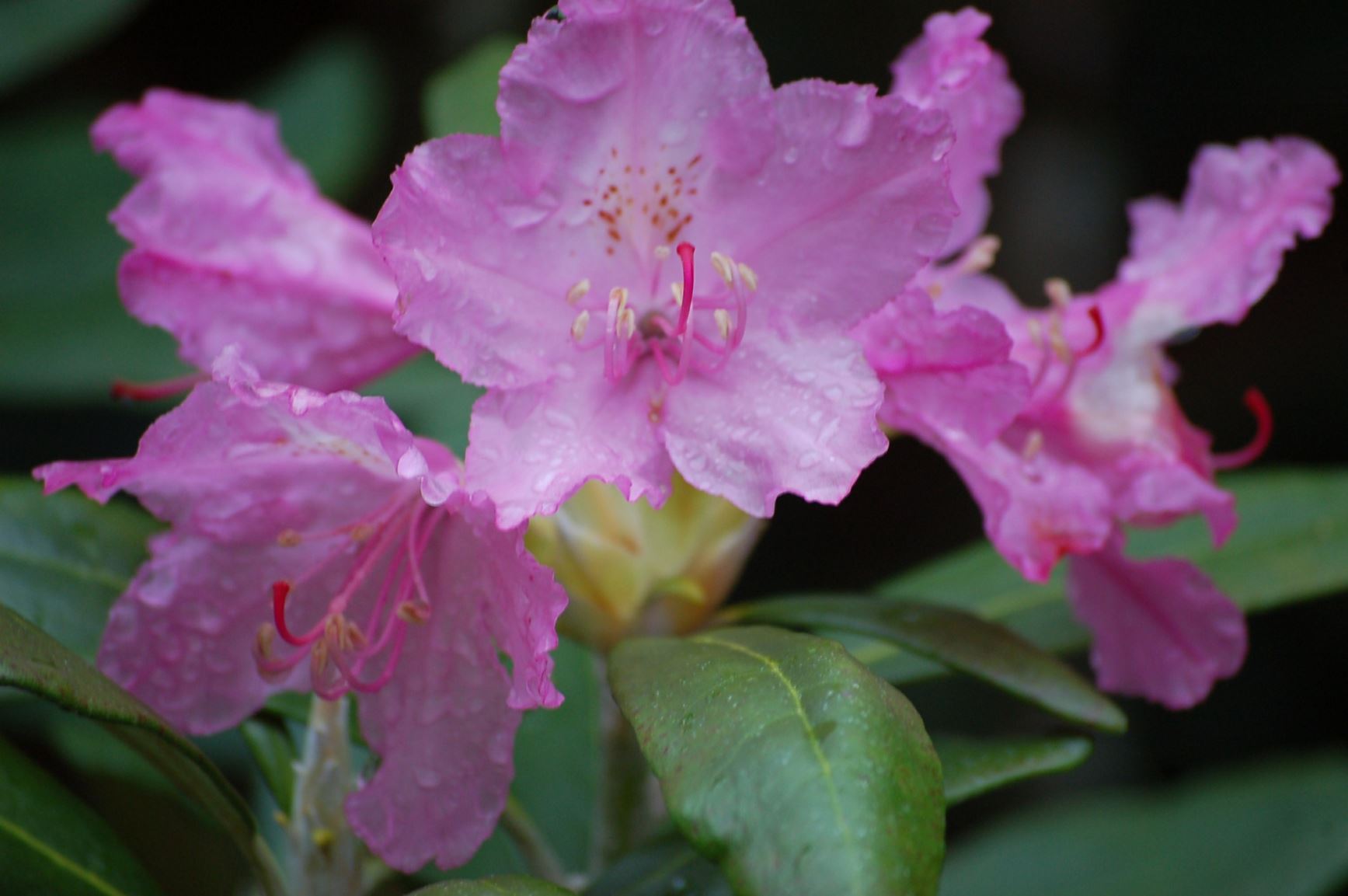 Rhododendron floribundum 'Swinhoe'