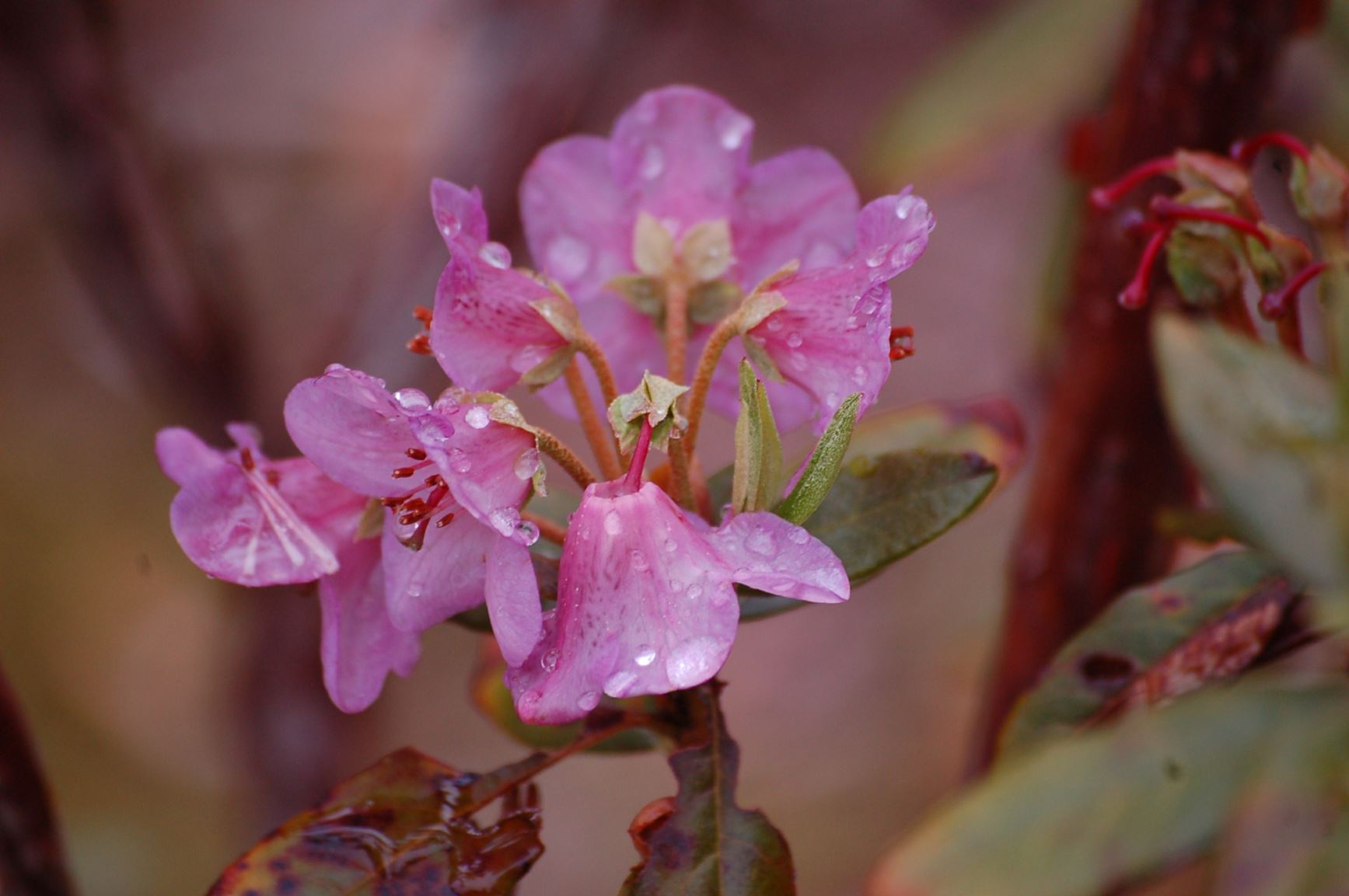 Rhododendron pruniflorum
