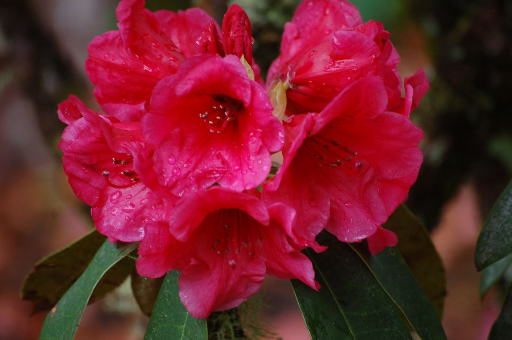 Rhododendron 'Brigadoon'
