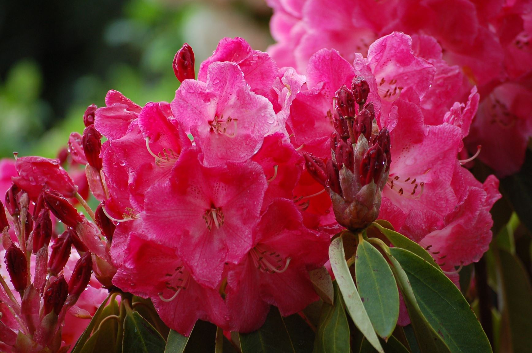Rhododendron 'Mrs Bernice Baker'