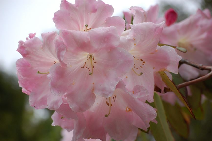 Rhododendron 'Herb Tasker'