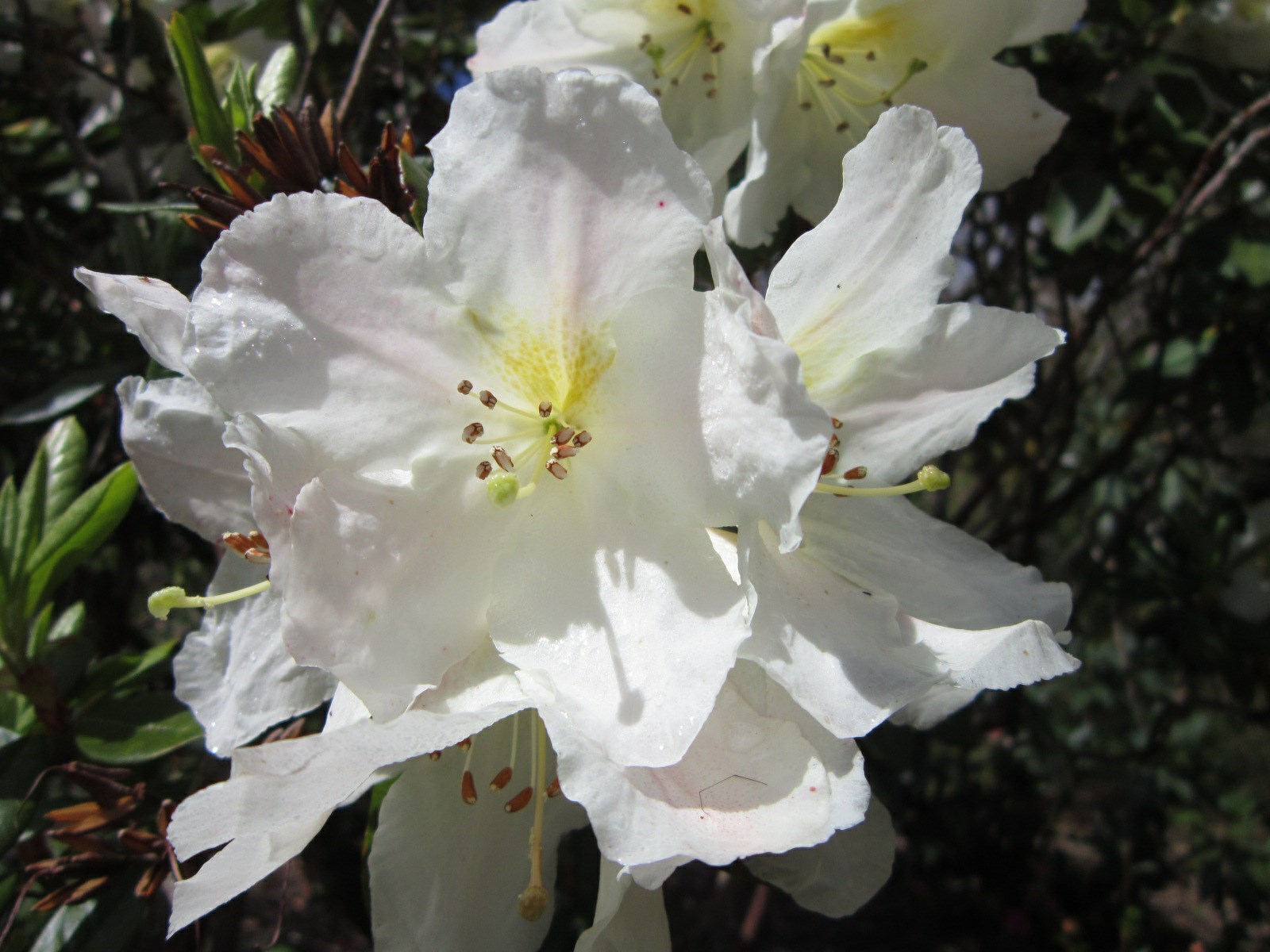Rhododendron scopulorum ×