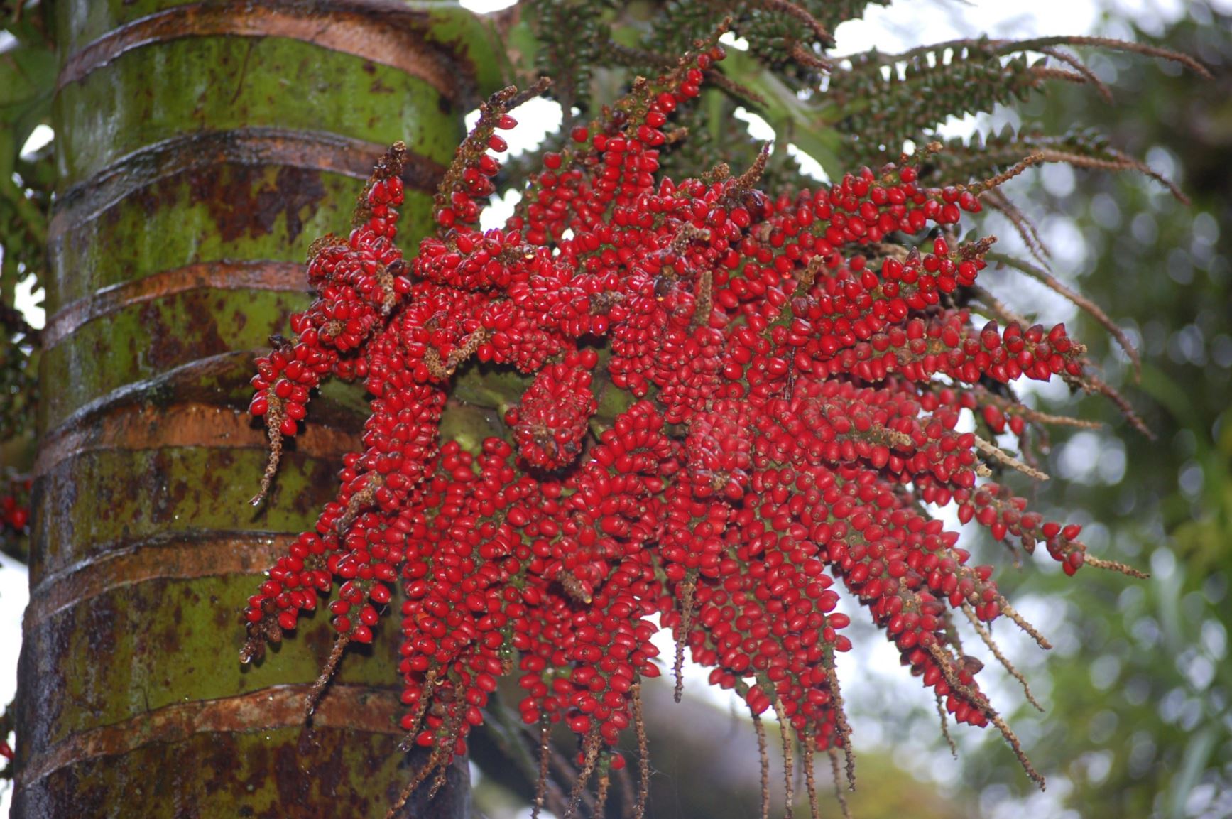 Rhopalostylis sapida - nikau, feather duster palm, pungai (leaf base), muka (unexpanded shoot), munga, miko, kaihuia (fully grown)