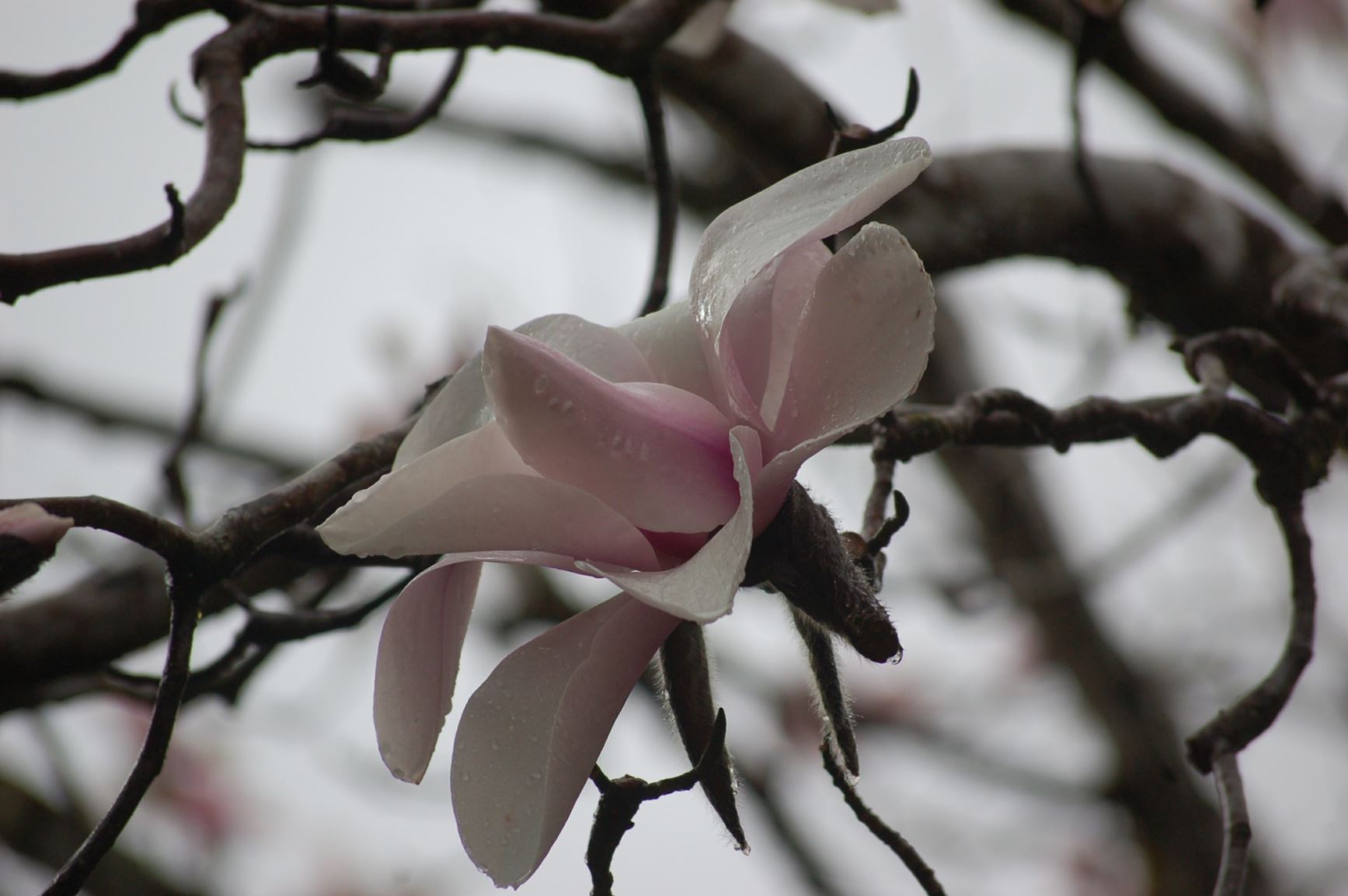 Magnolia campbellii 'Cook Splendour'