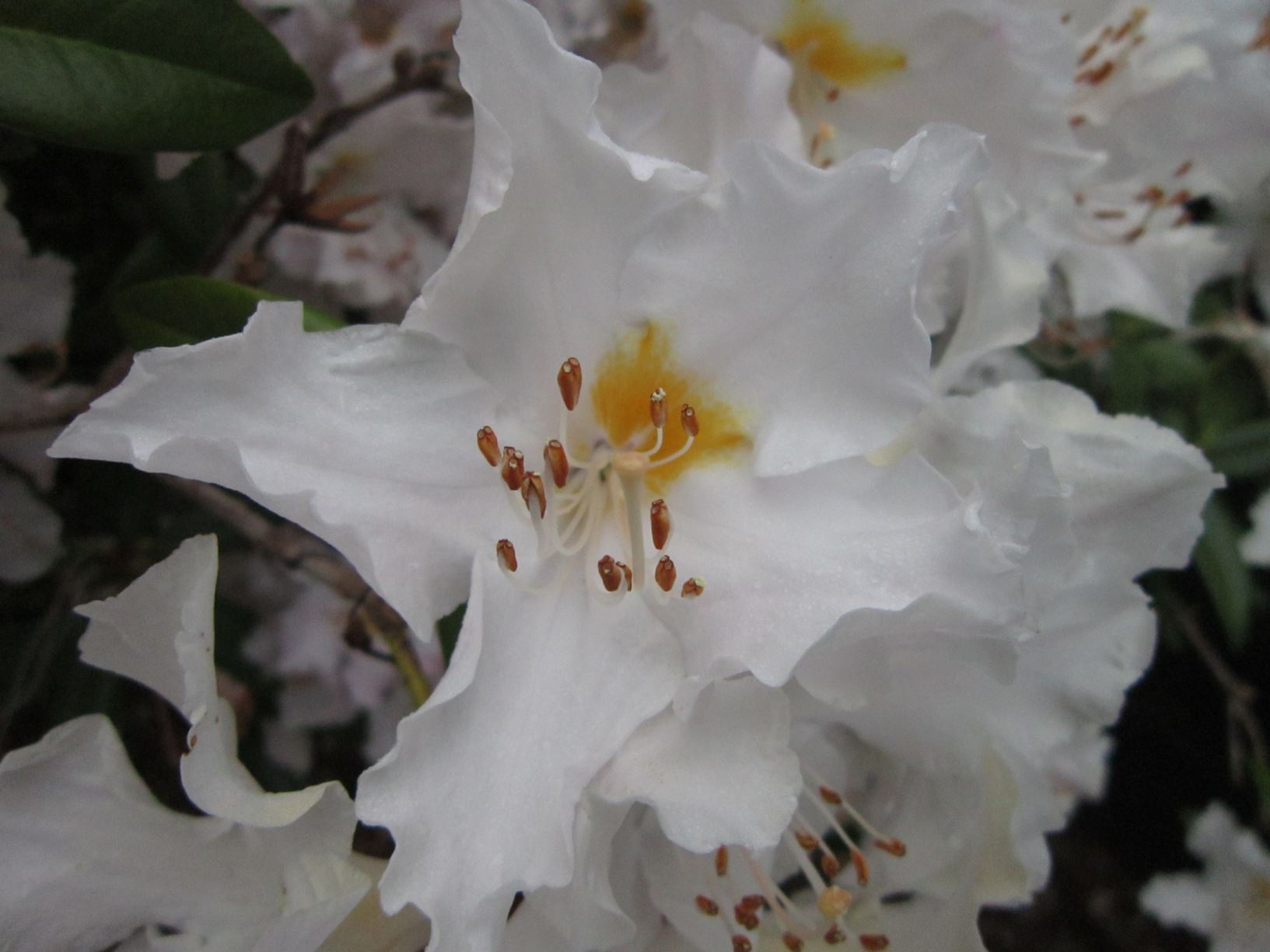 Rhododendron 'Platinum Ice'