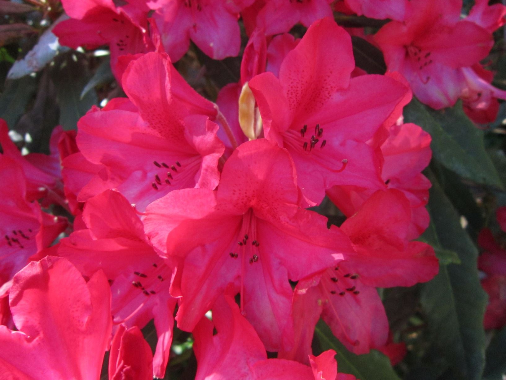 Rhododendron 'Gina'