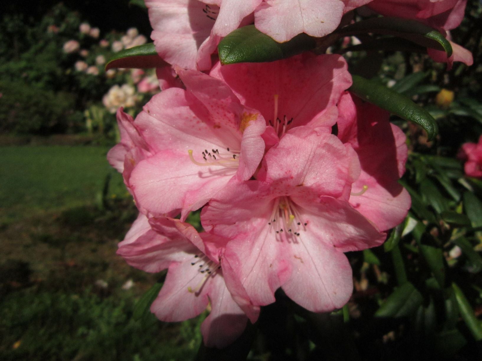 Rhododendron 'Pink Cushion'