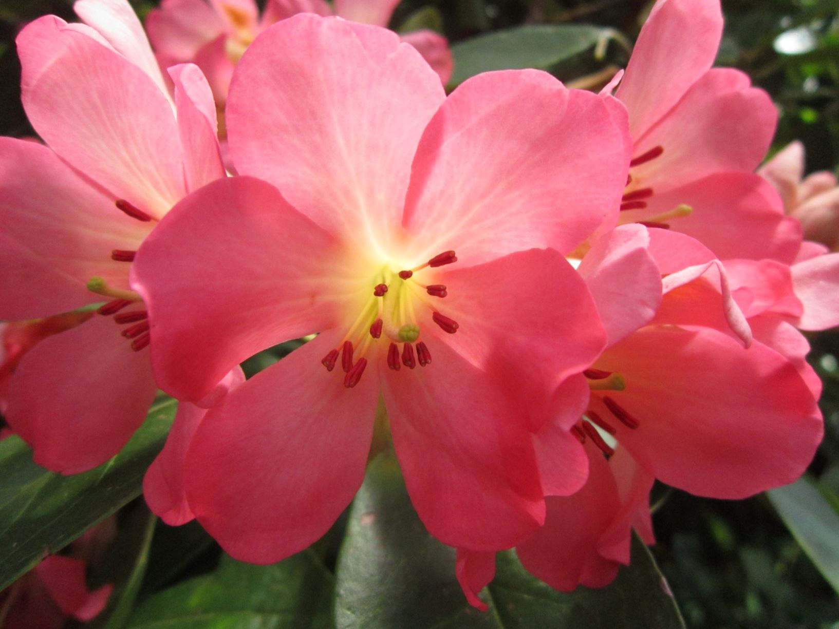 Rhododendron 'Doctor Hermann Sleumer' (Vireya)