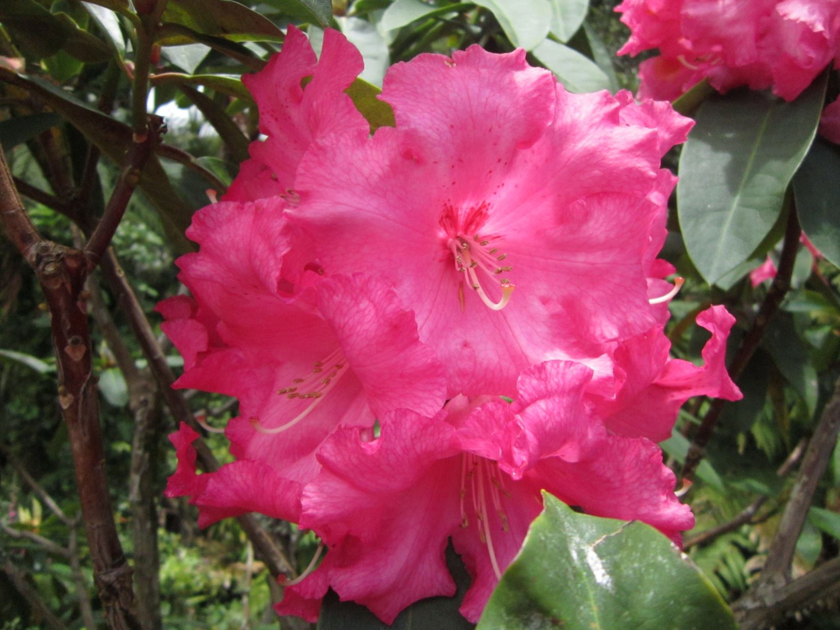 Rhododendron 'Queen Nefertiti'
