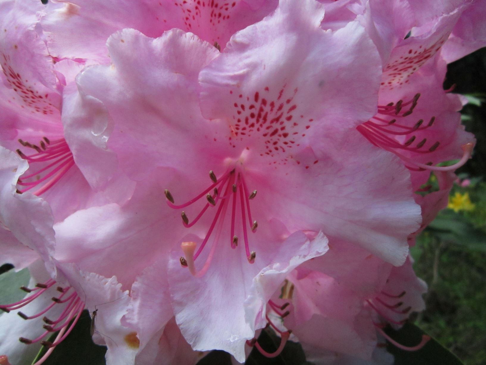 Rhododendron 'Dr. S. Endtz'