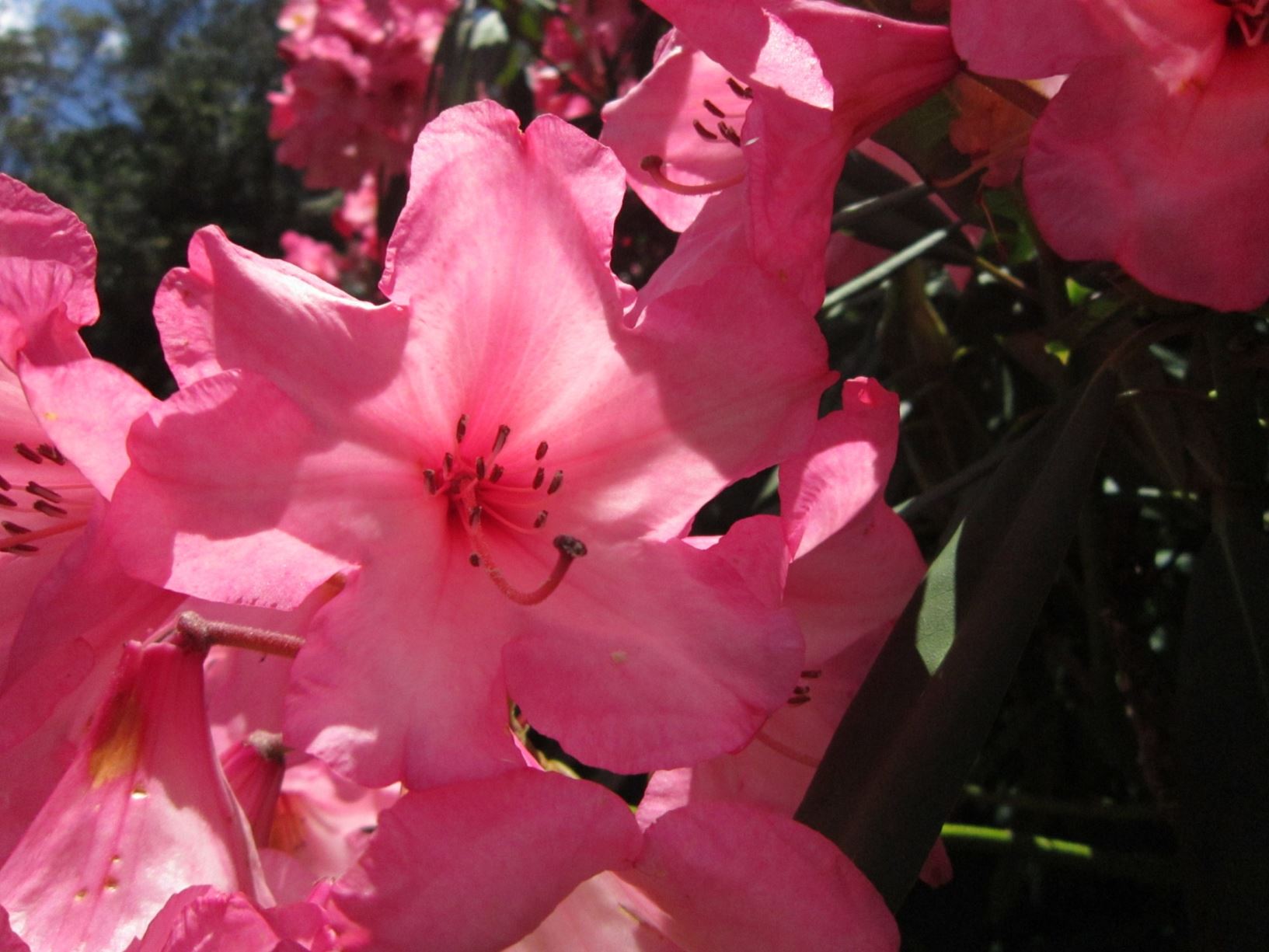 Rhododendron 'Merle Lee'