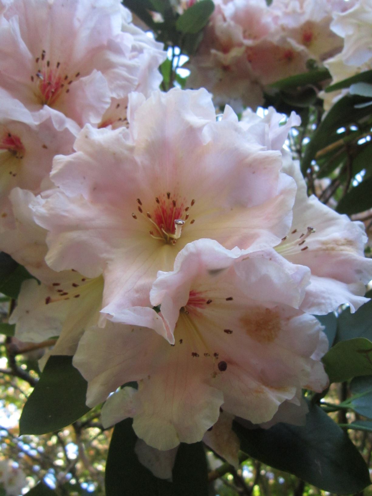 Rhododendron decorum × R. 'Crest'