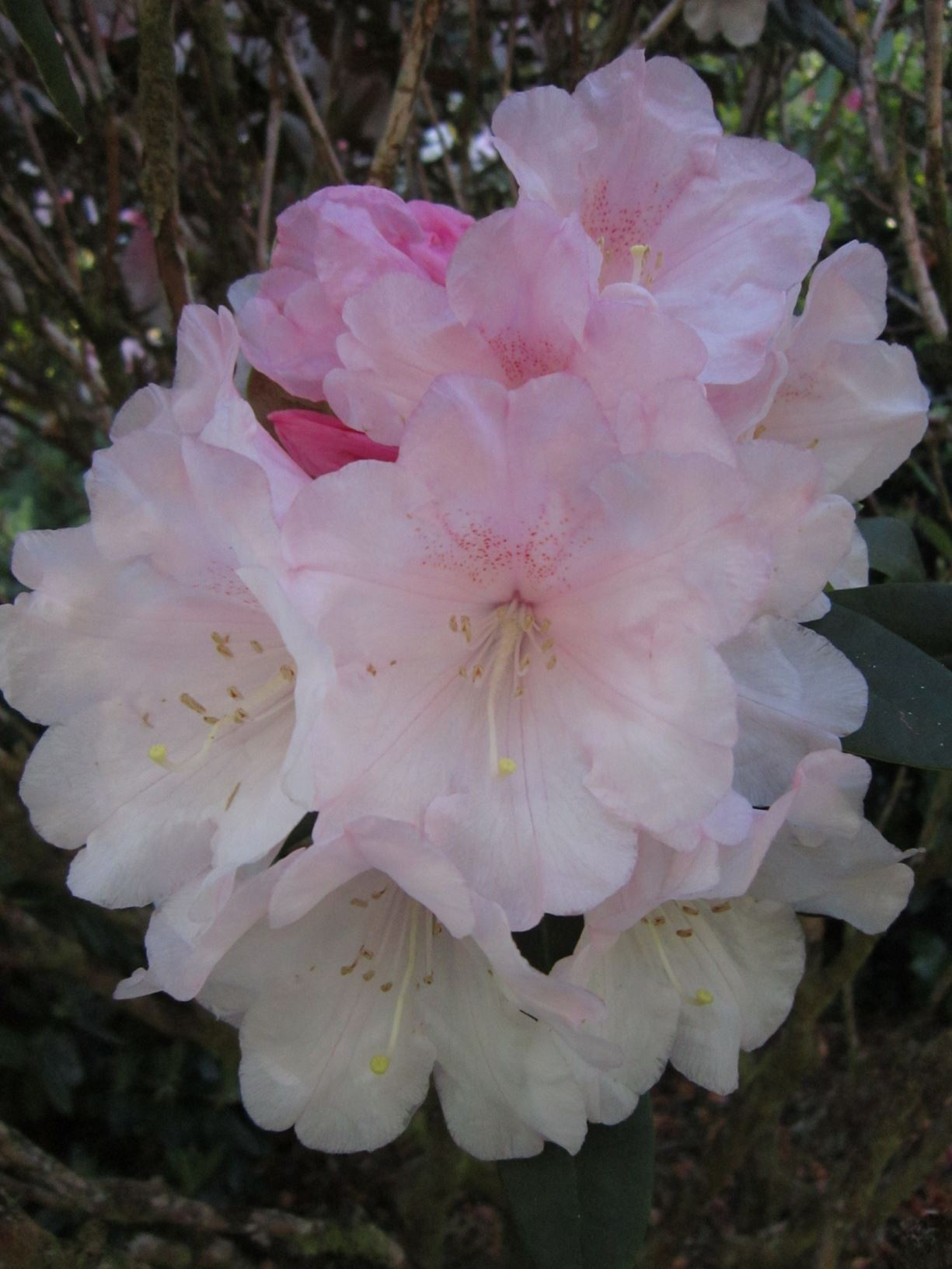 Rhododendron 'Satin Cloud'