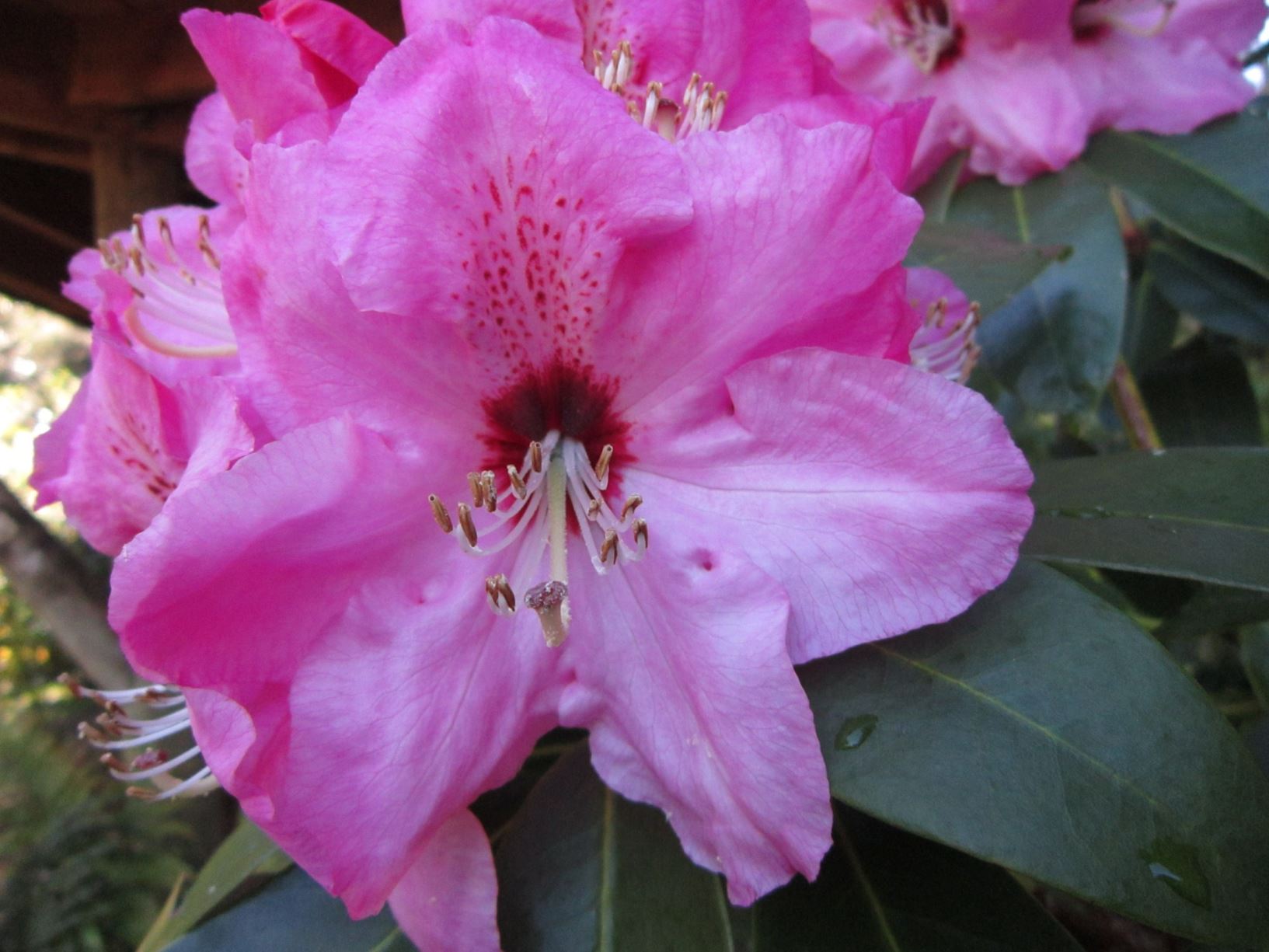 Rhododendron 'Marie Irene'