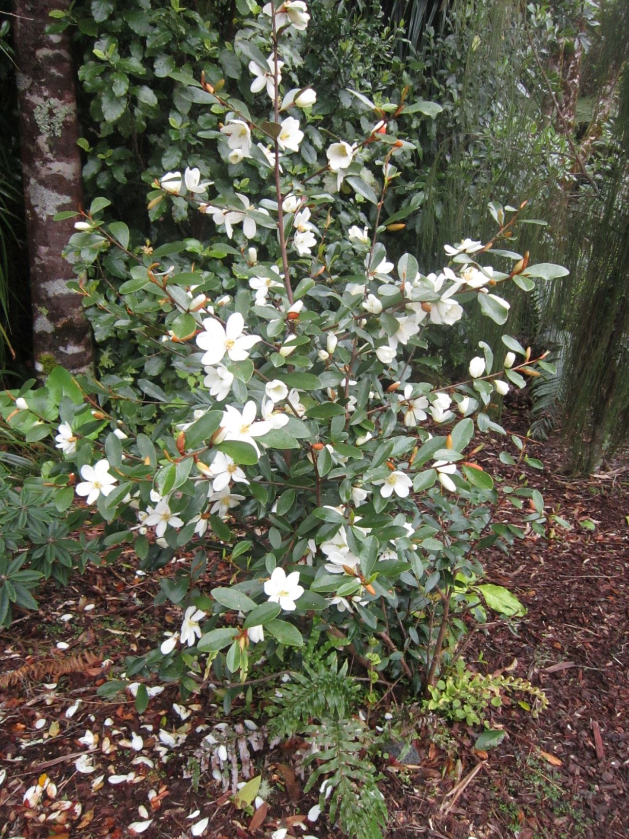 Magnolia doltsopa 'Silver Cloud''