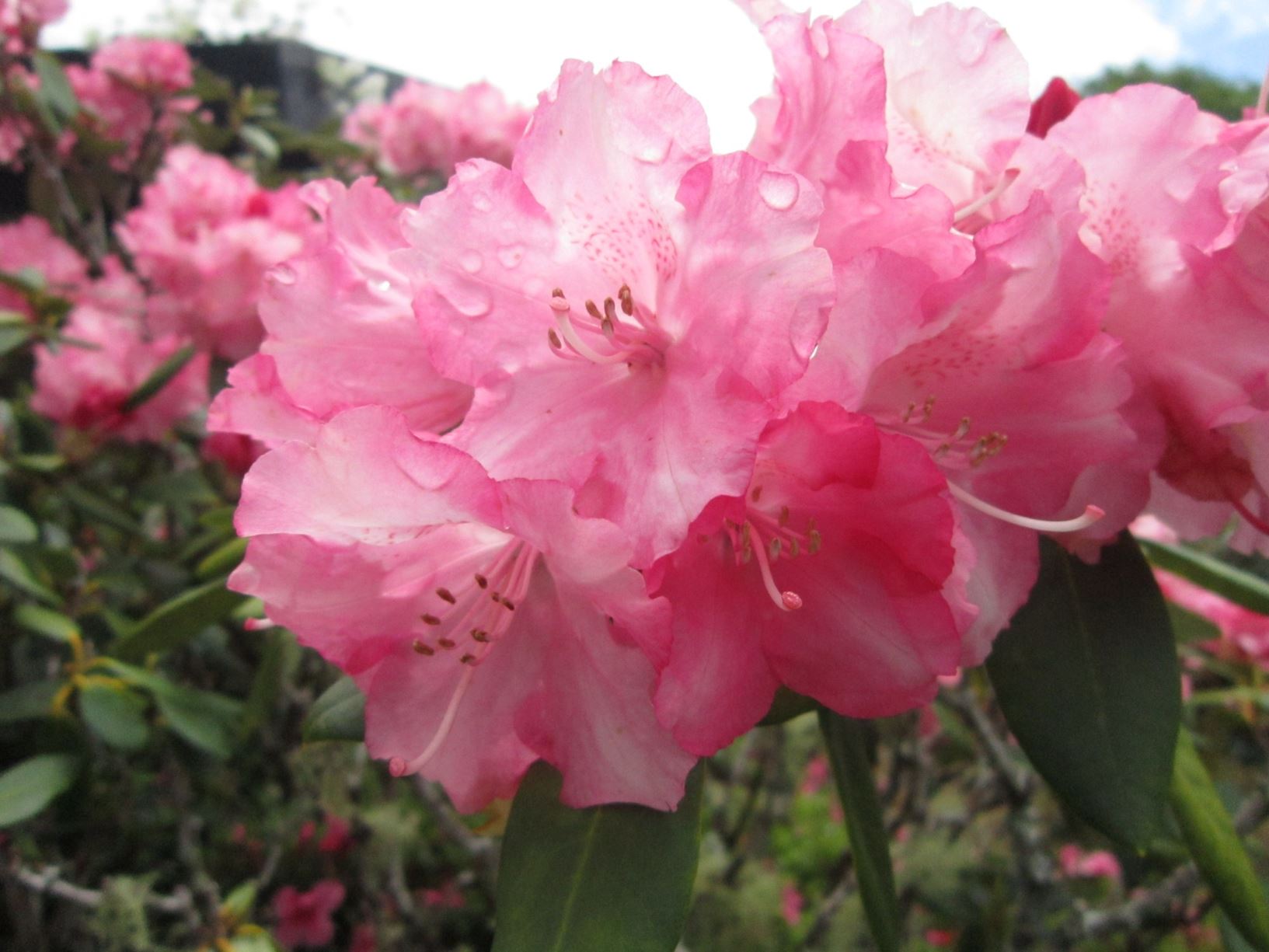 Rhododendron 'Hachmann's Marlis'