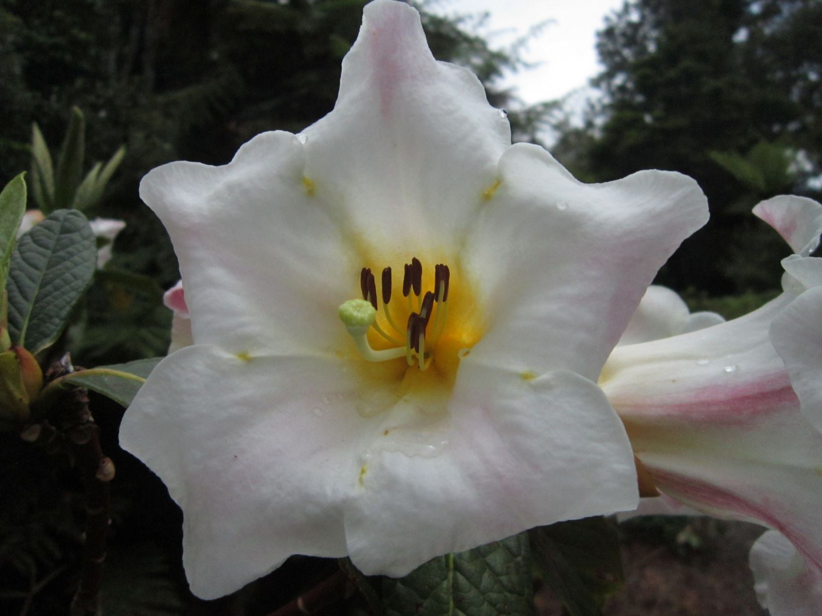 Rhododendron nuttallii × R. lindleyi
