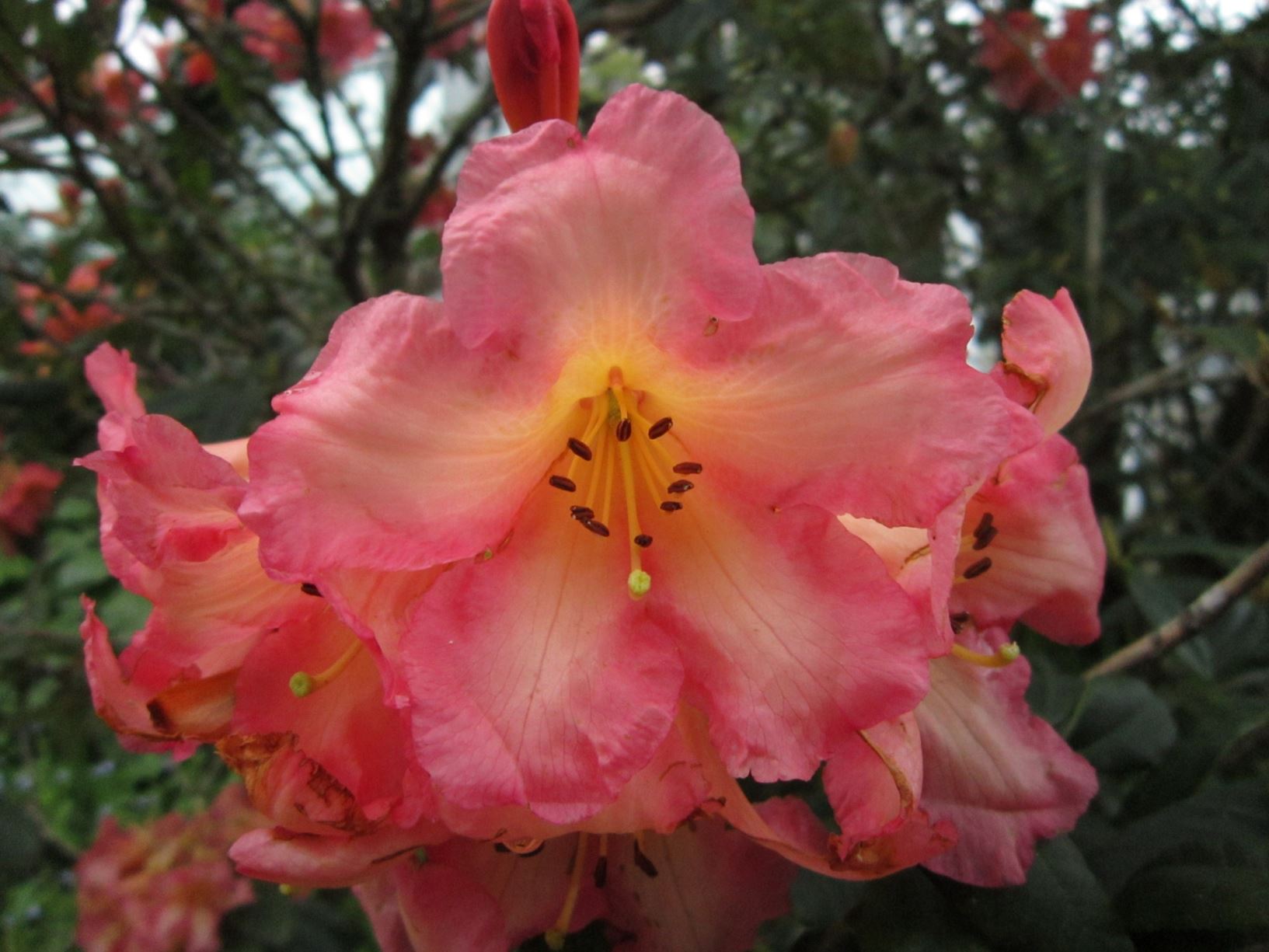 Rhododendron 'Ivisa'