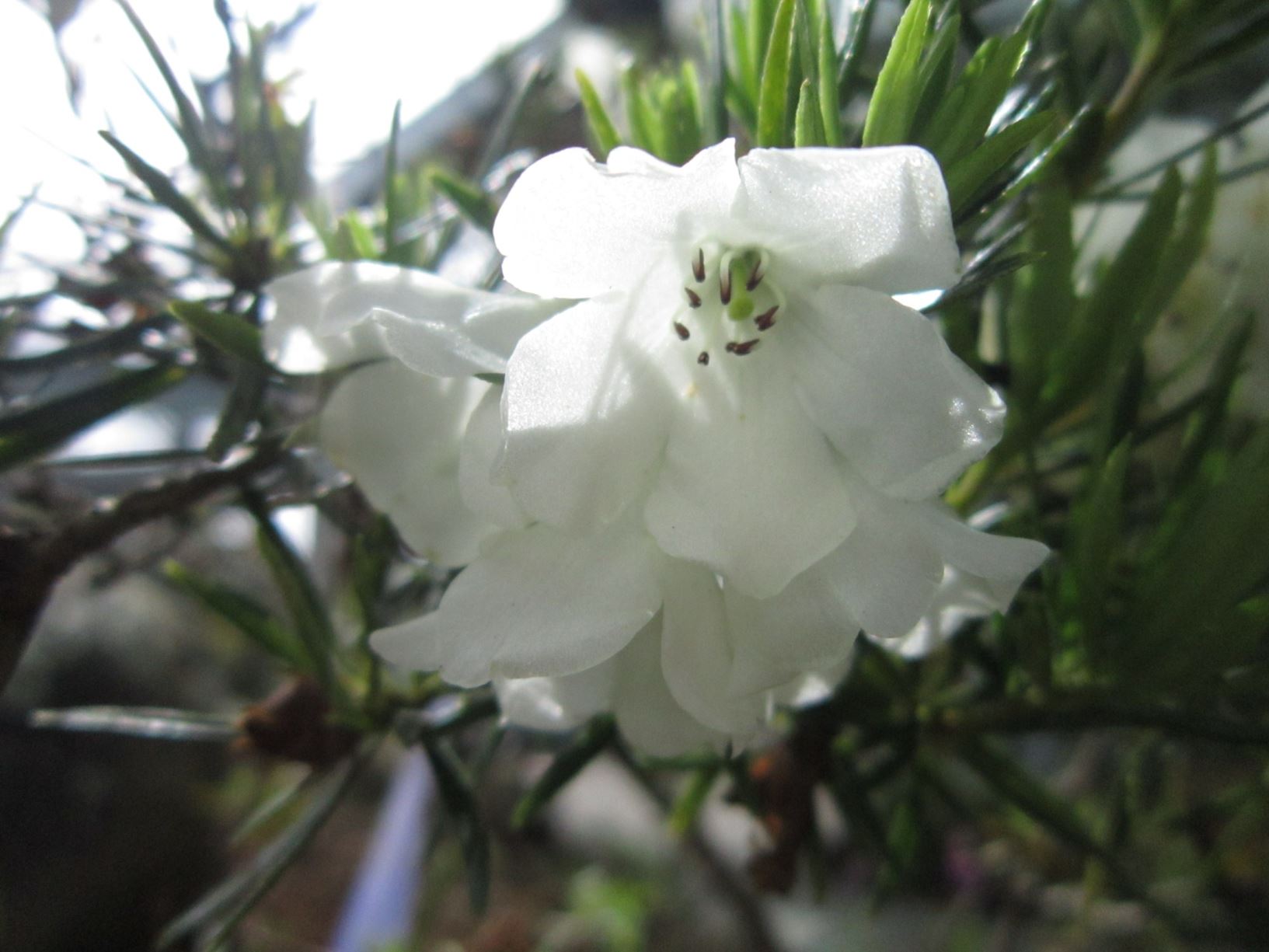Rhododendron taxifolium (Vireya)