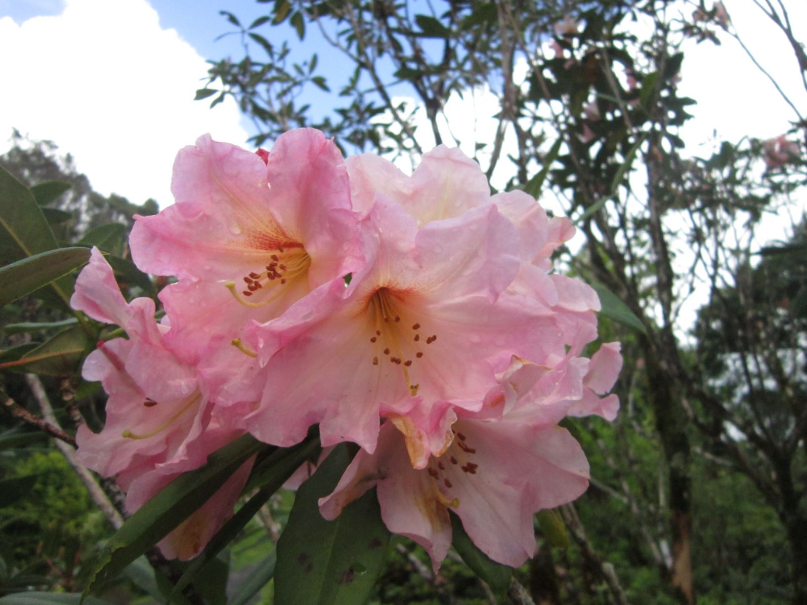 Rhododendron 'Maryke'