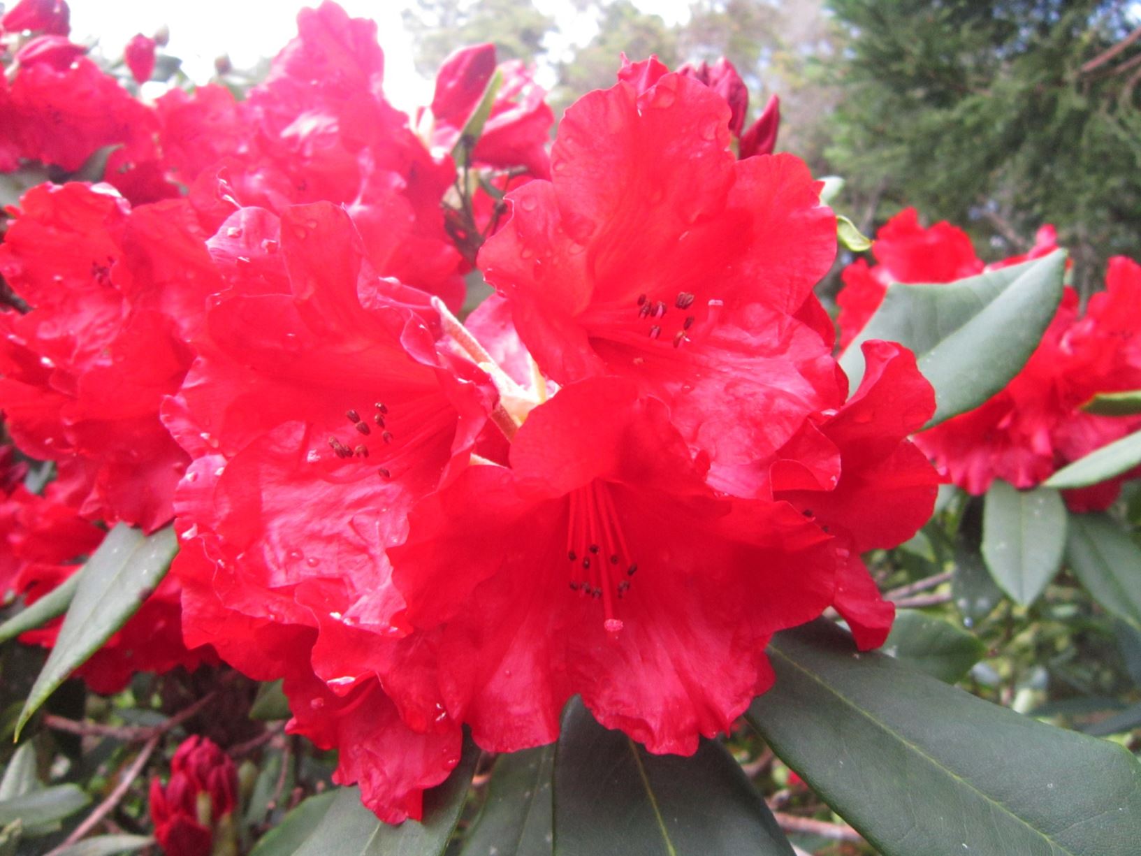 Rhododendron 'Witchery'