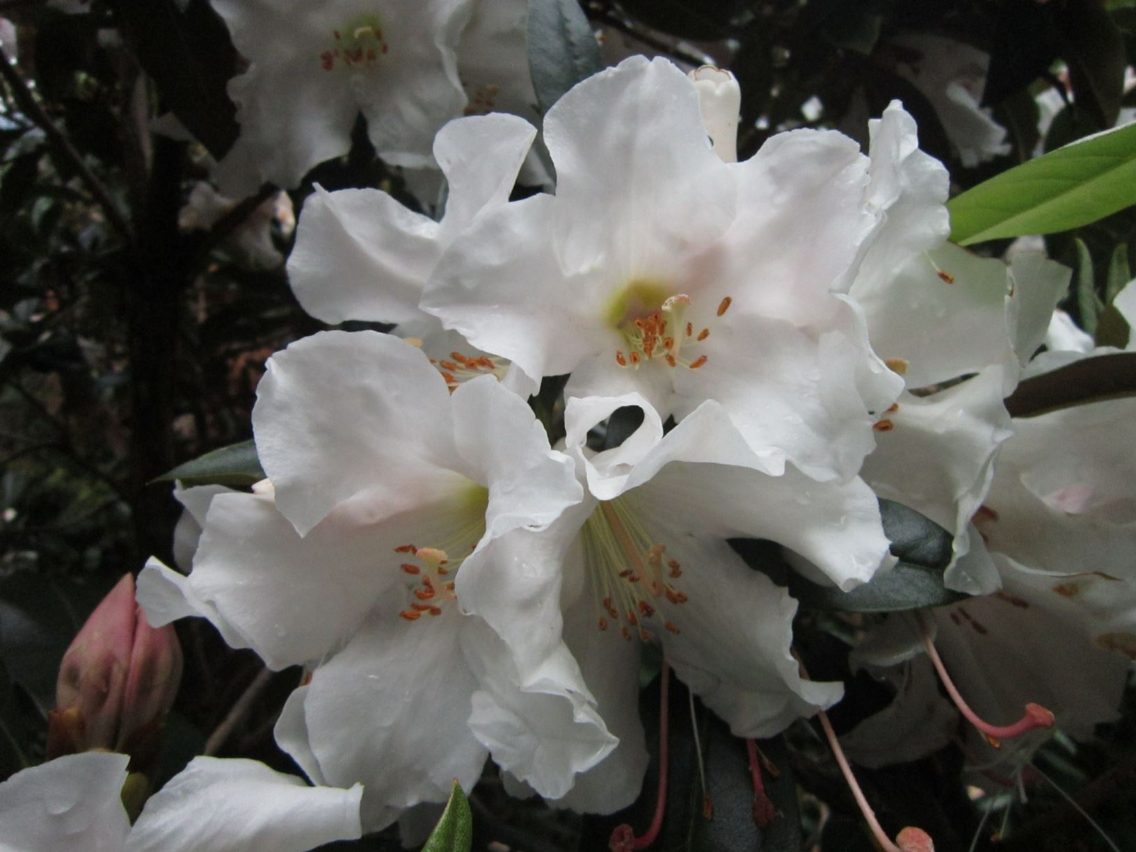 Rhododendron maddenii subsp. crassum | Pukeiti