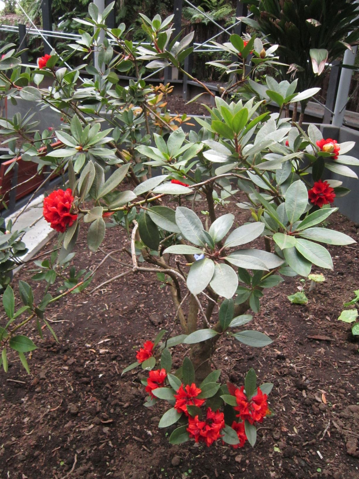 Rhododendron rarilepidotum (Vireya) | Pukeiti