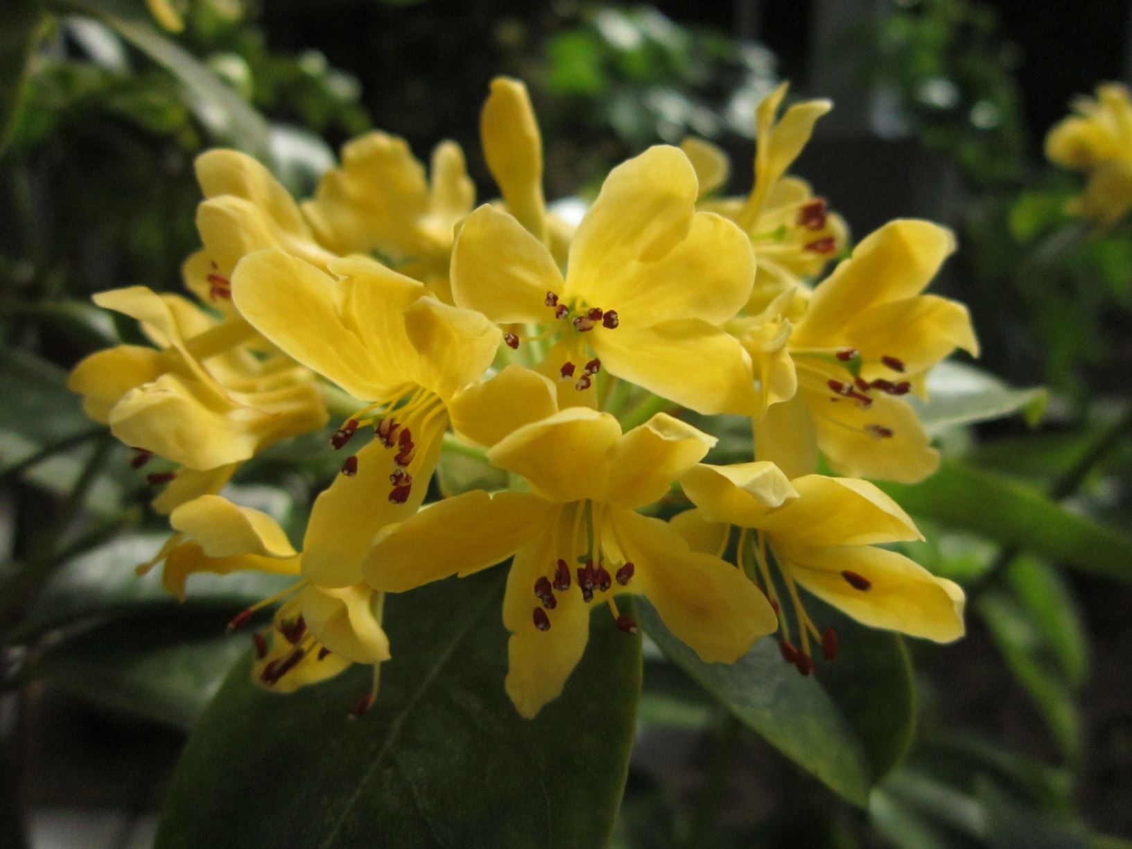 Rhododendron macgregoriae var. macgregoriae [yellow form] (Vireya)