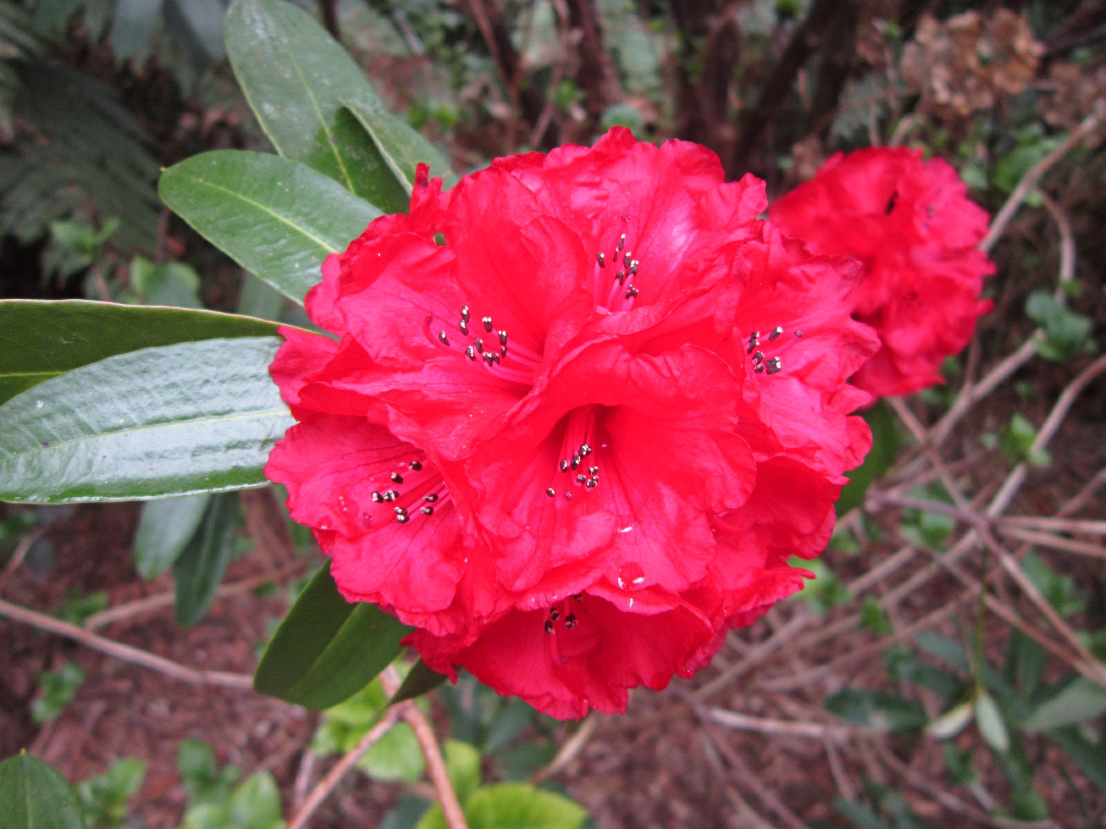 Rhododendron subansiriense