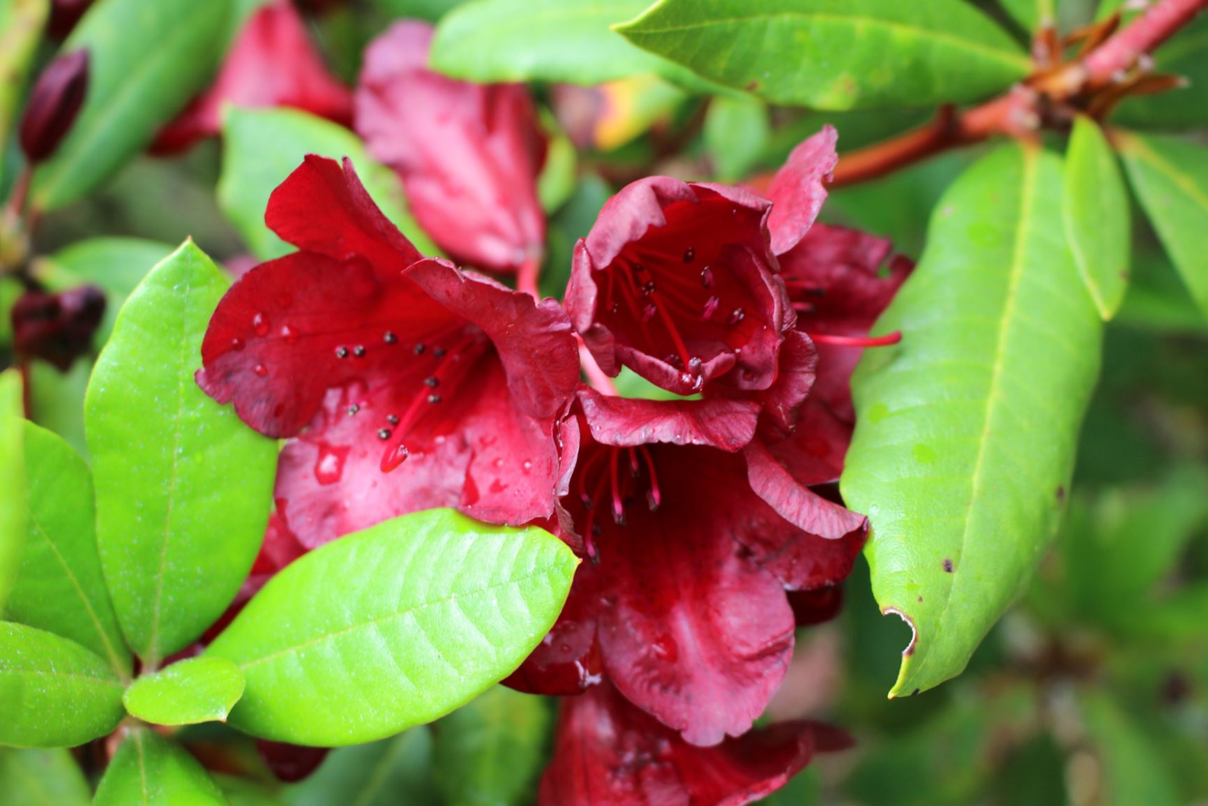 Rhododendron 'Red Imp'
