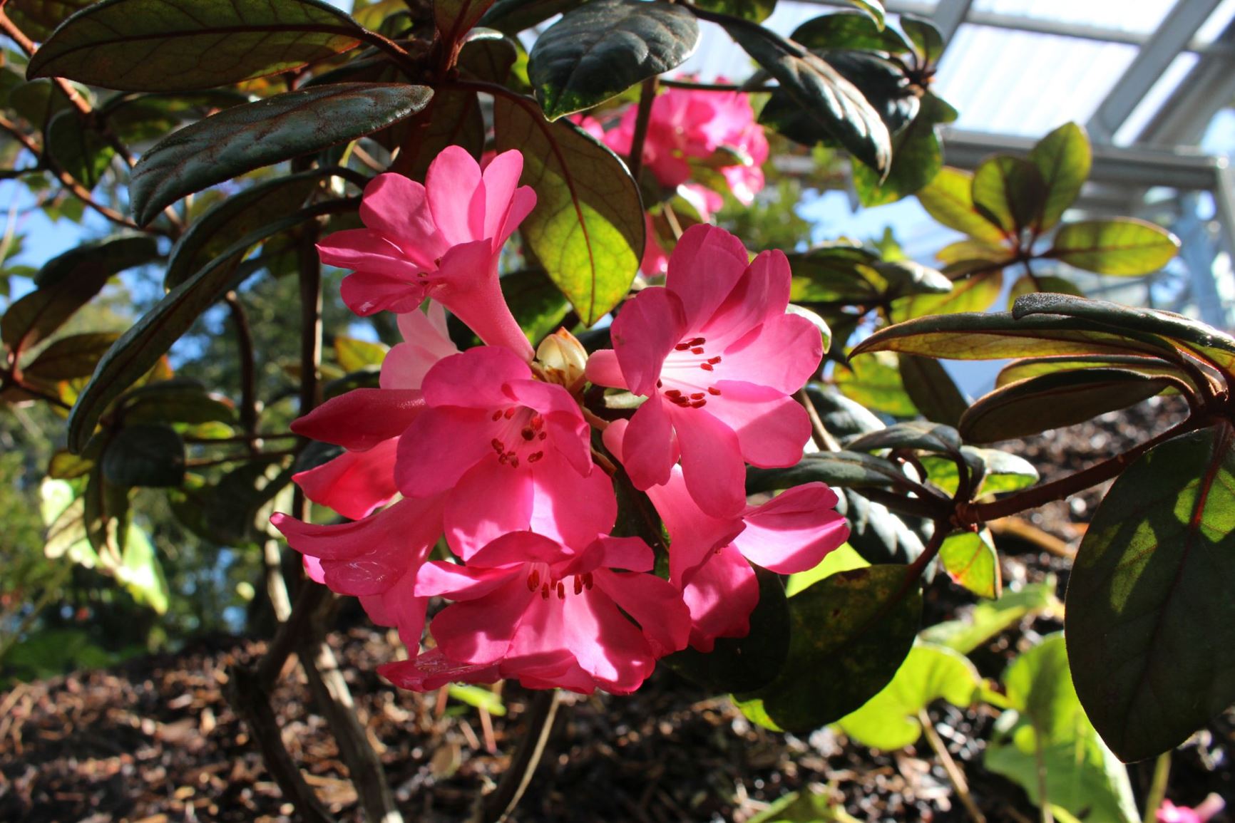 Rhododendron × coriifolium (Vireya)