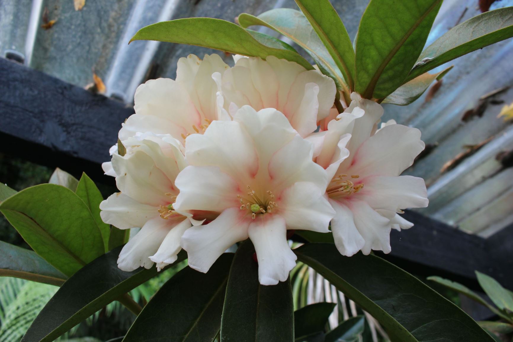 Rhododendron leucogigas (Vireya) ×