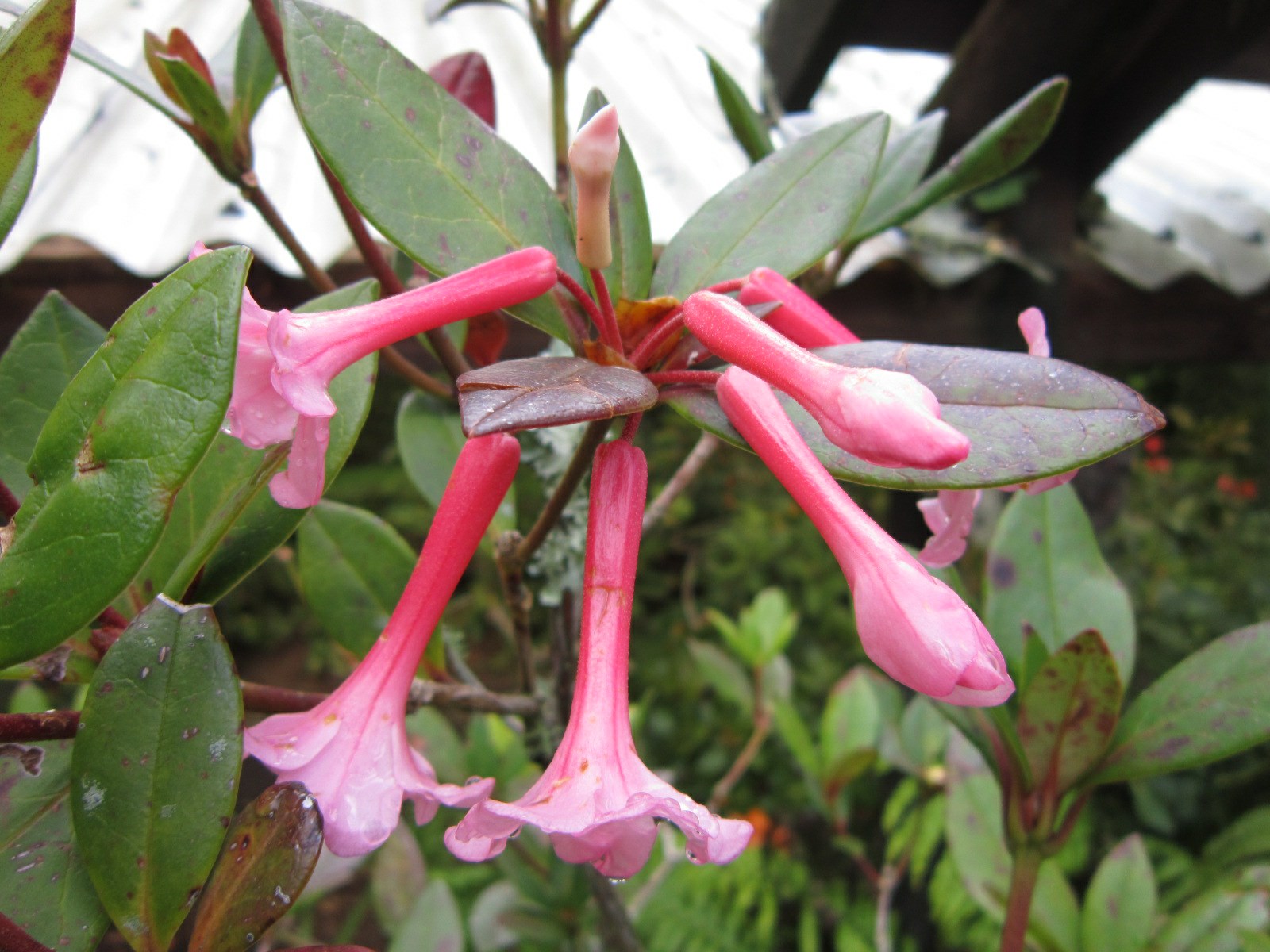 Rhododendron 'Lochmin' (Vireya)