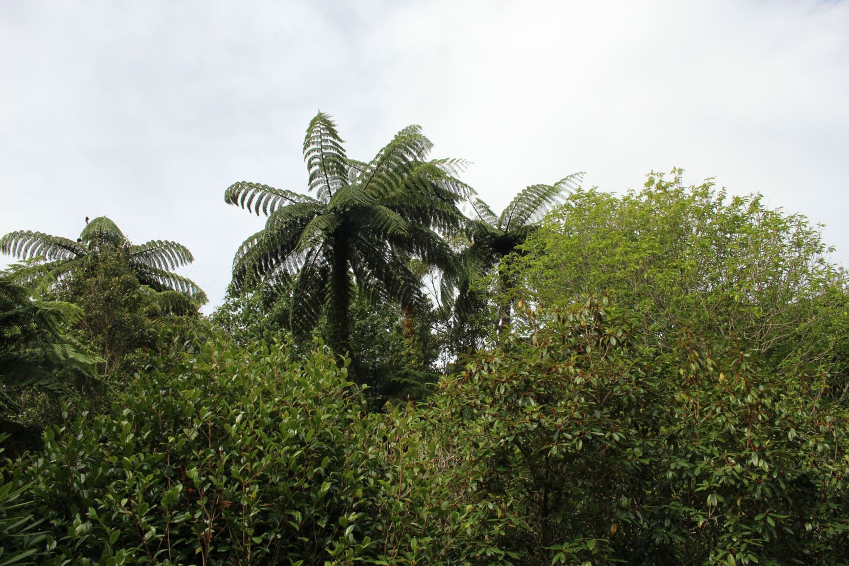Cyathea medullaris - black tree fern, kakatarahae, mamaku, korau