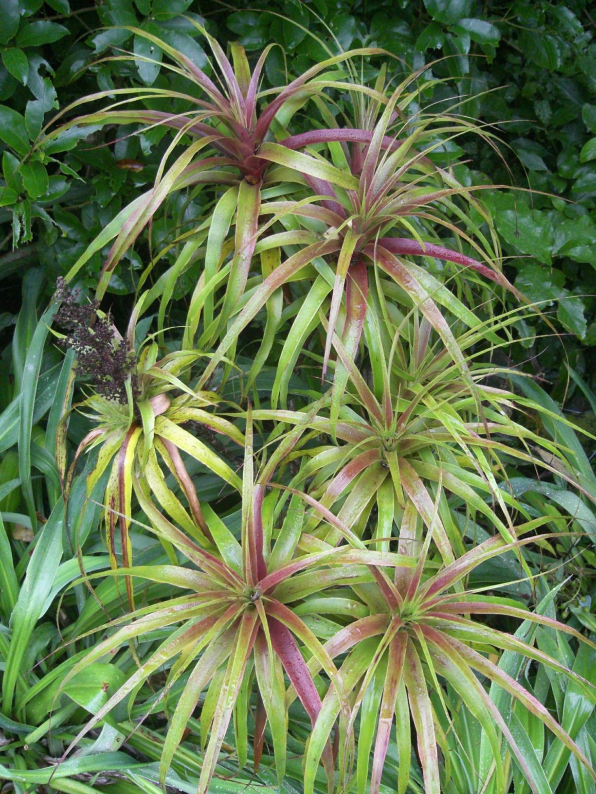 Dracophyllum latifolium - taritari awha, emiemi, neinei