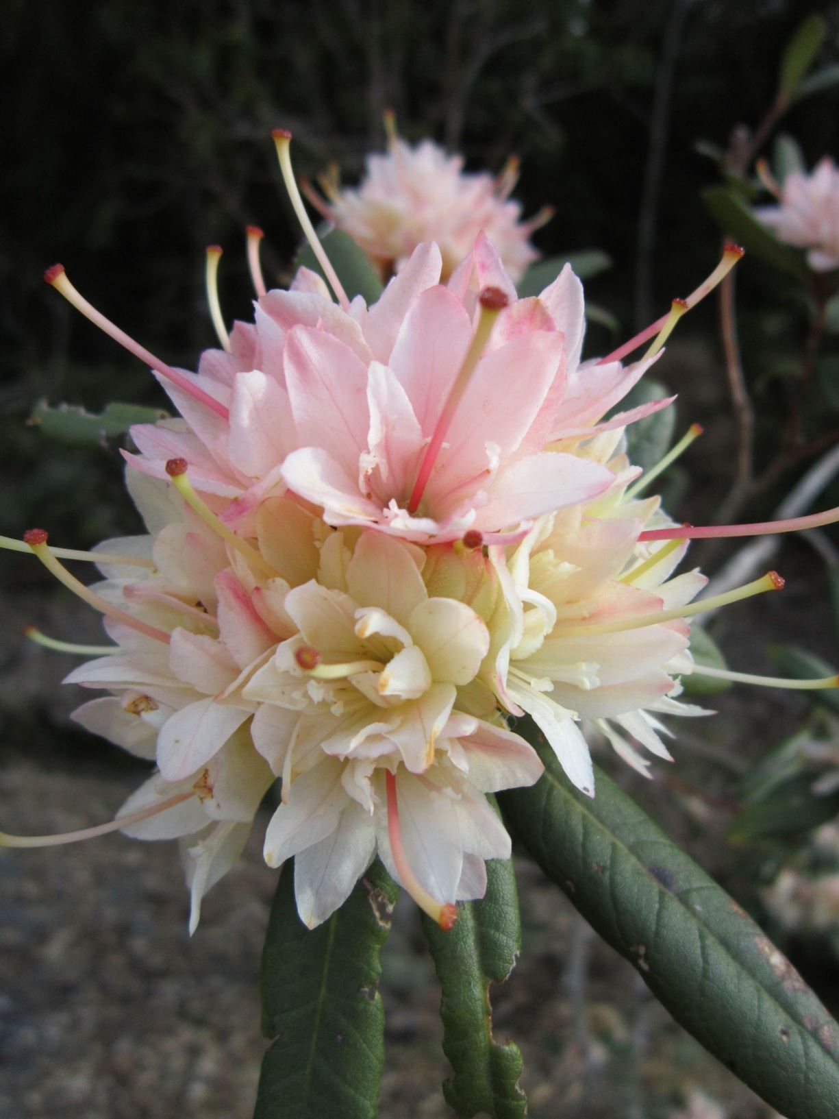 Rhododendron 'Ann Carey'