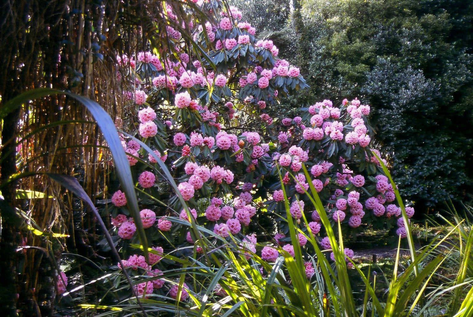 Rhododendron protistum 'Pukeiti'