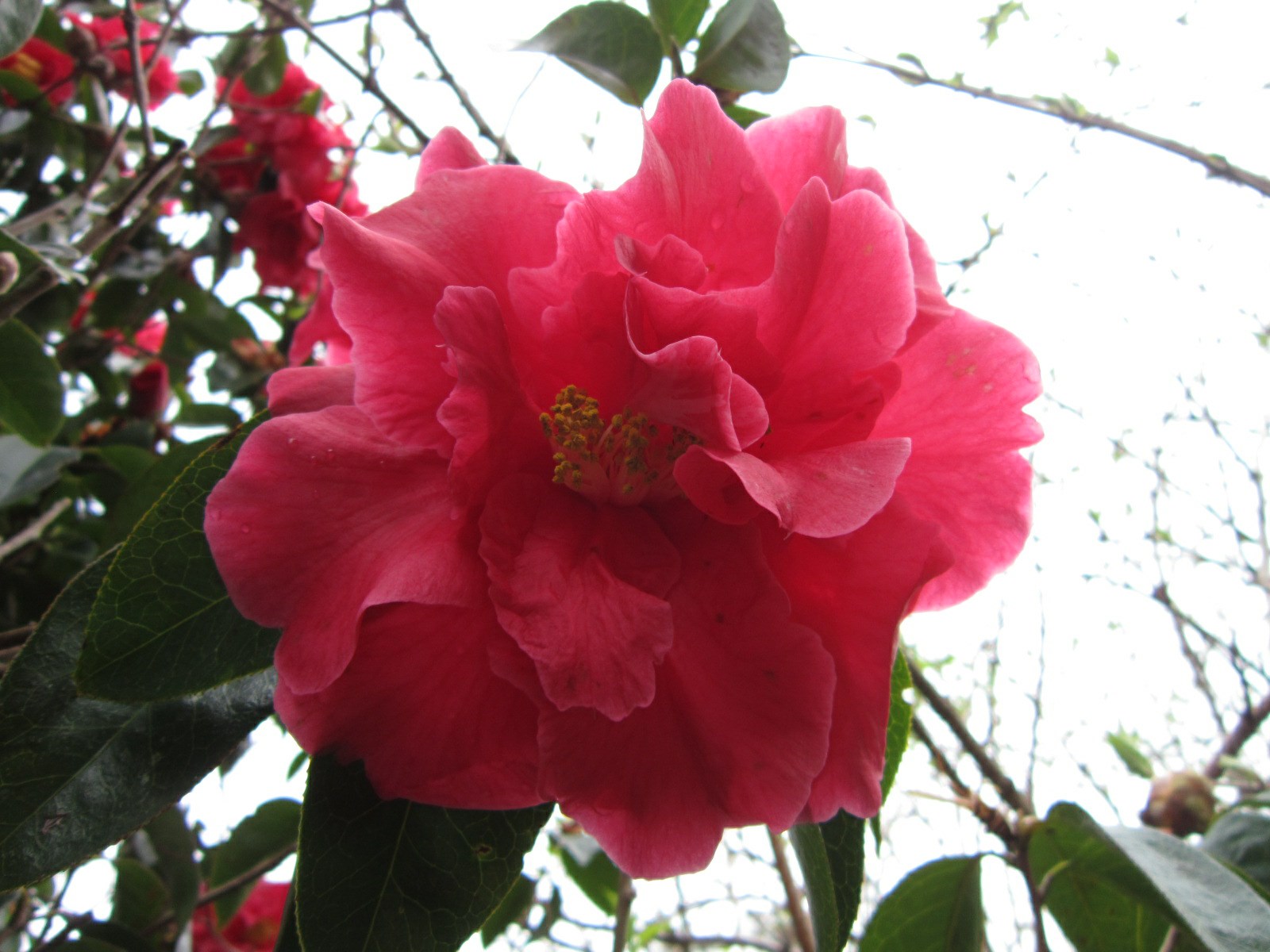 Camellia reticulata 'Dr. Alvin Johnson'
