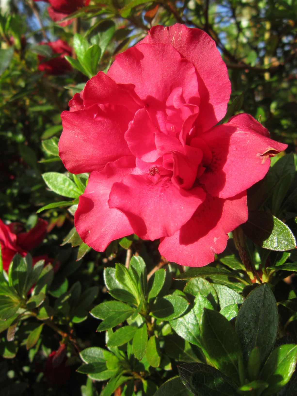 Rhododendron 'Doktor Glaser' (Azalea) | Pukeiti