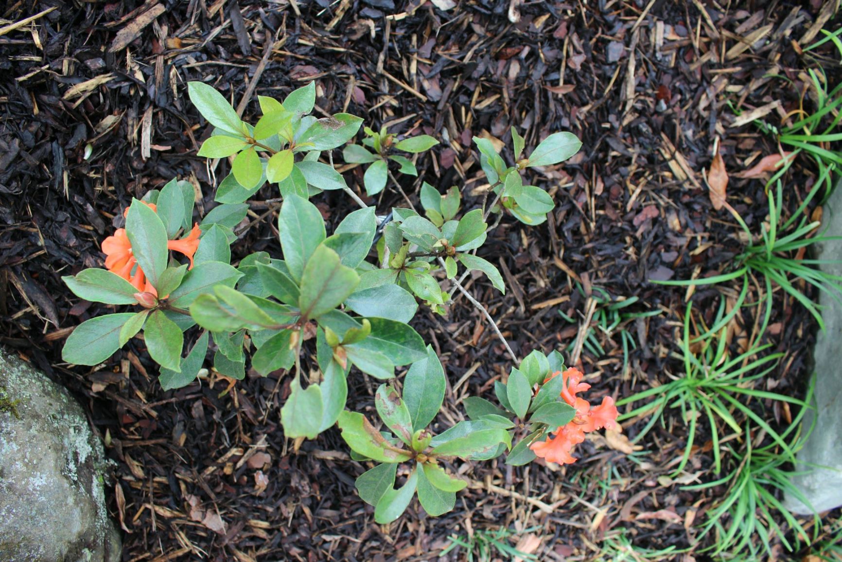 Rhododendron apoanum (Vireya)