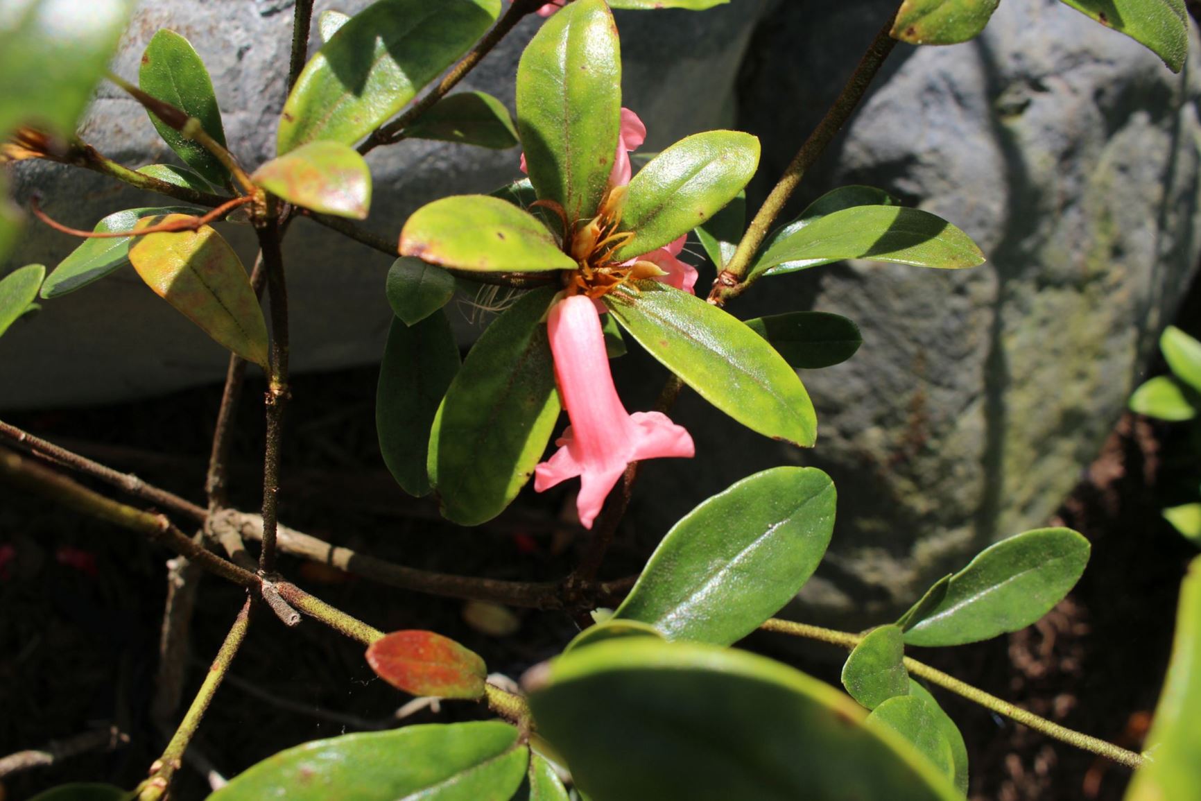 Rhododendron bryophilum (Vireya)