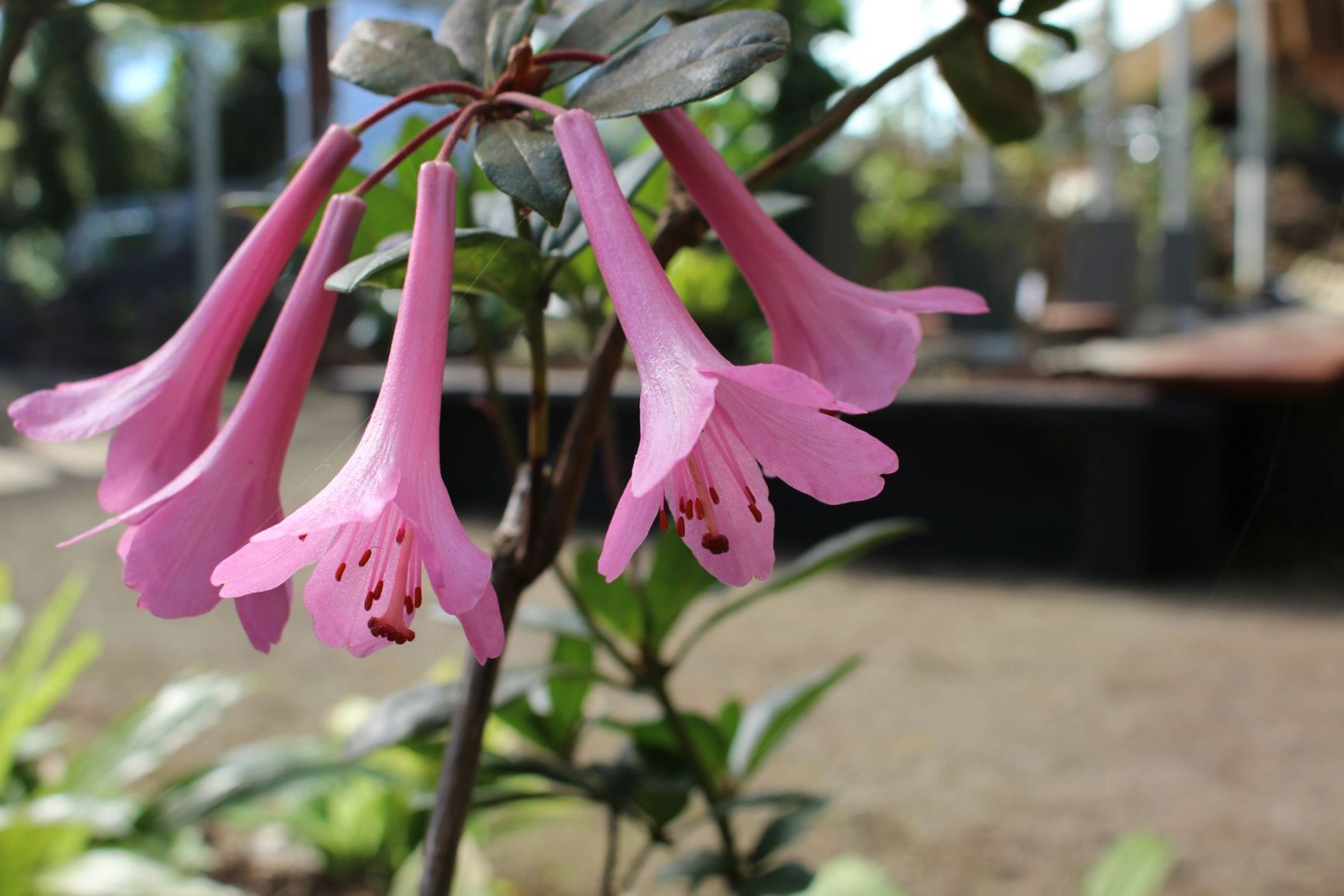 Rhododendron tuba (Vireya) × R. praetervisum (Vireya)