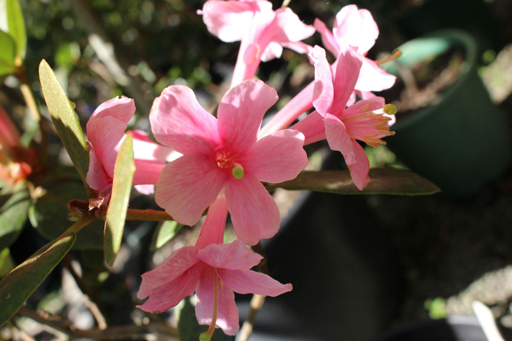 Rhododendron konori (Vireya)