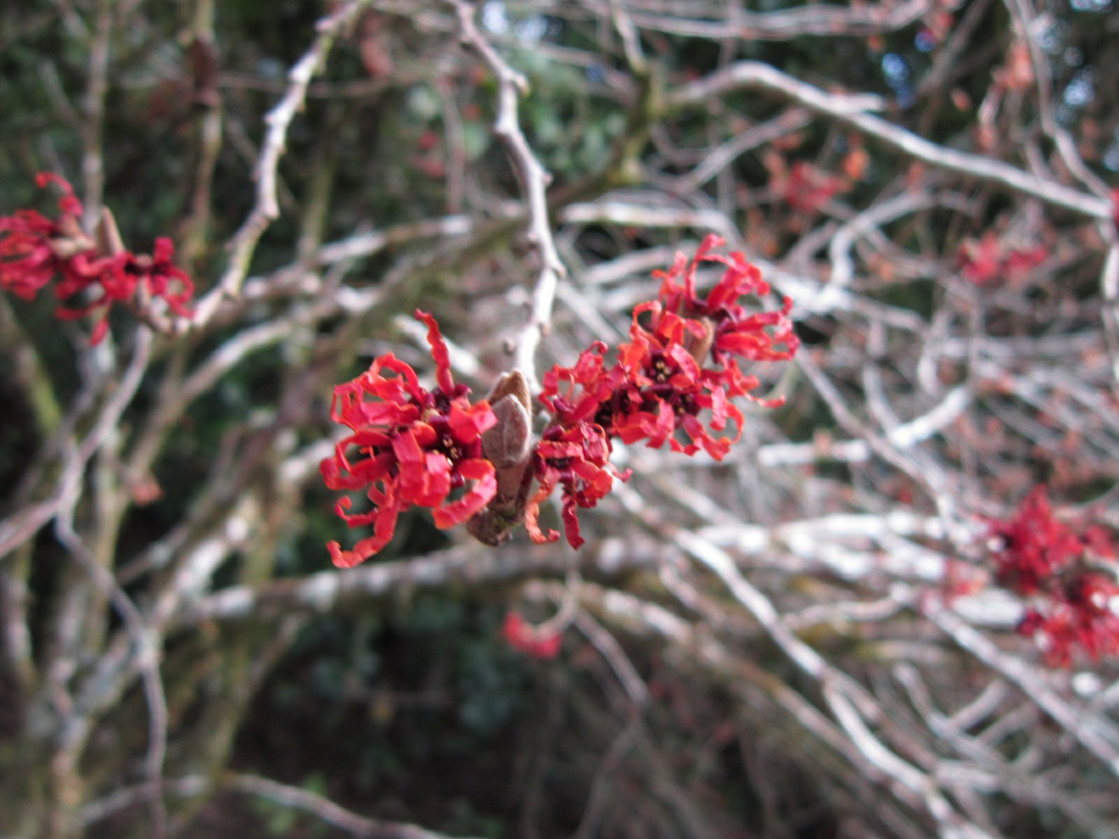 Hamamelis × intermedia 'Carmine Red'
