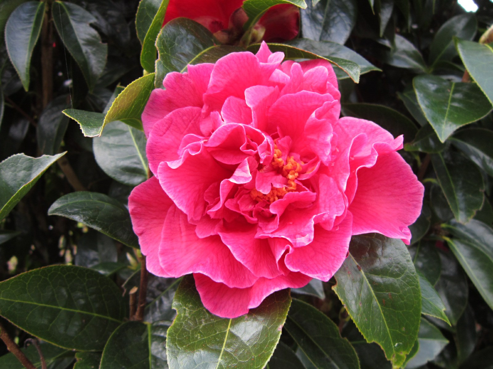 Camellia japonica 'Debutante'