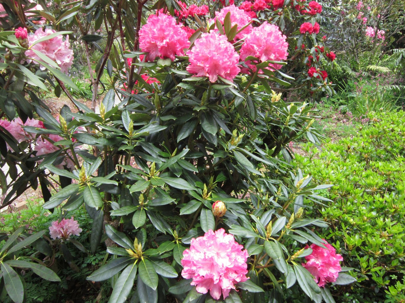 Rhododendron 'Hydon Hunter'