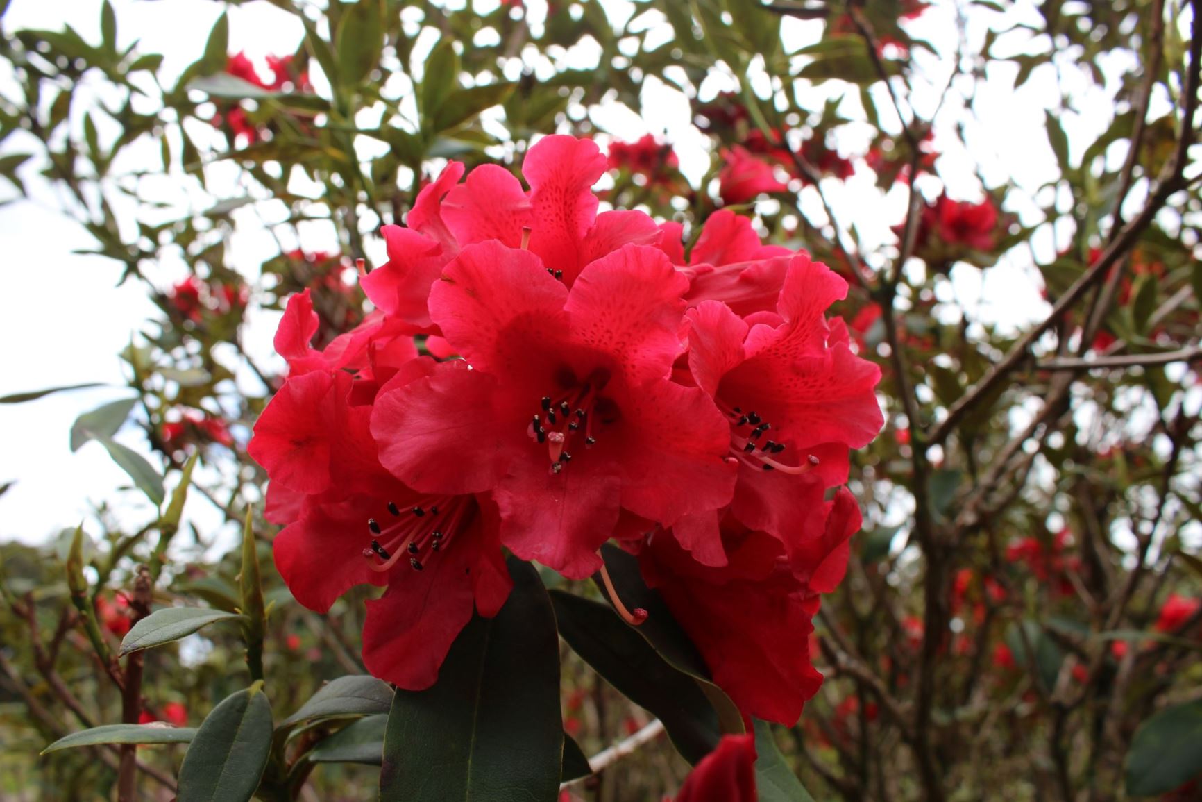 Rhododendron 'Fireman Jeff'