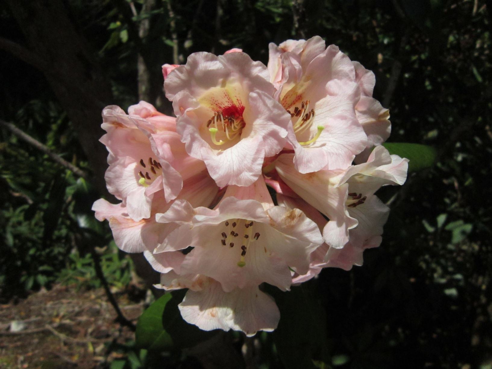 Rhododendron 'Thoron Hollard'