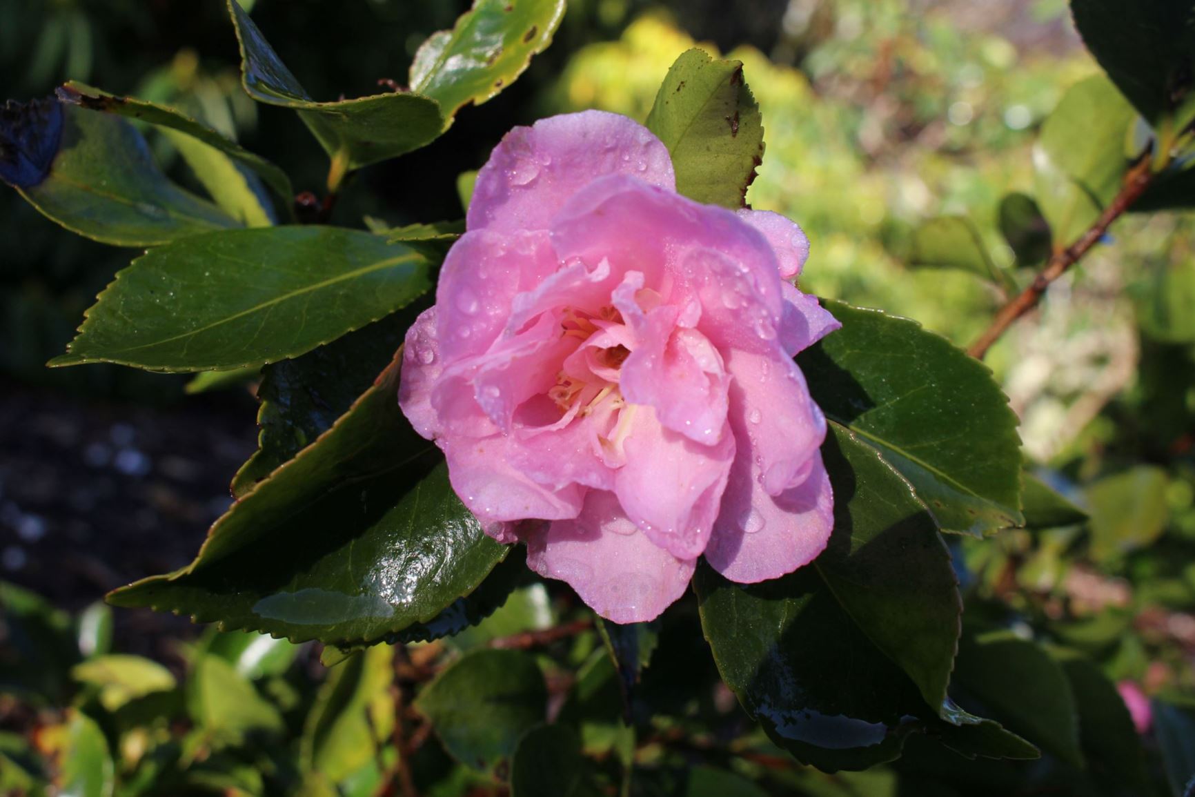 Camellia 'Marge Millar'